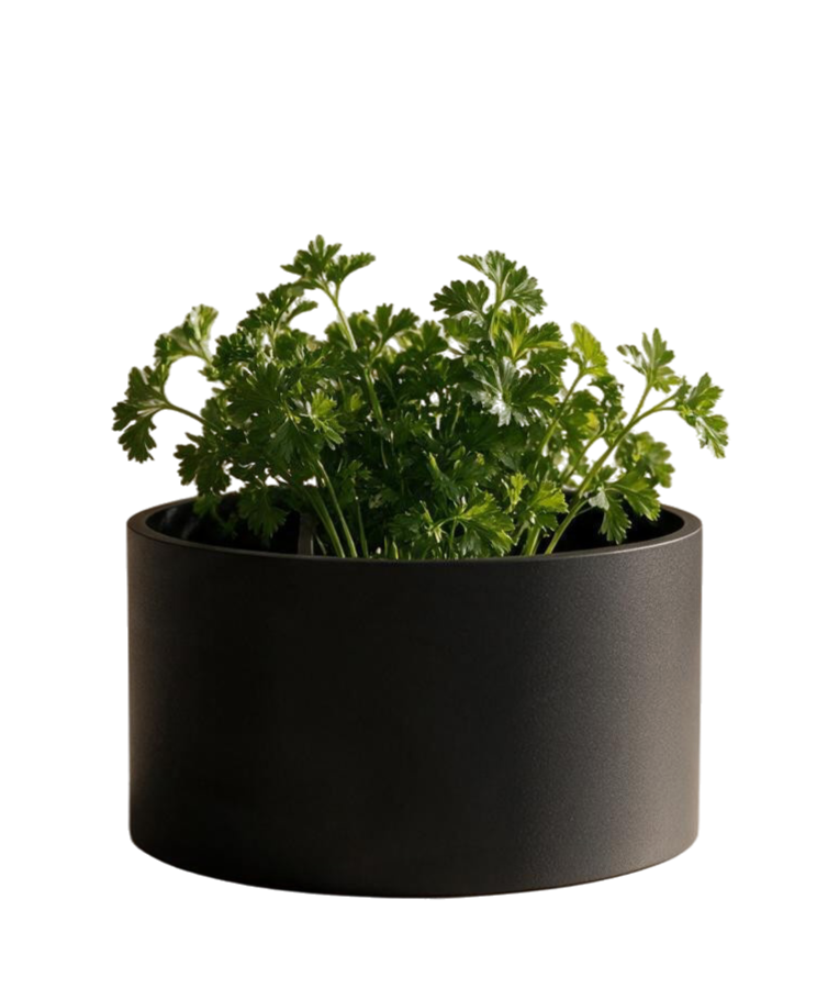 Une plante verte dans un pot noir