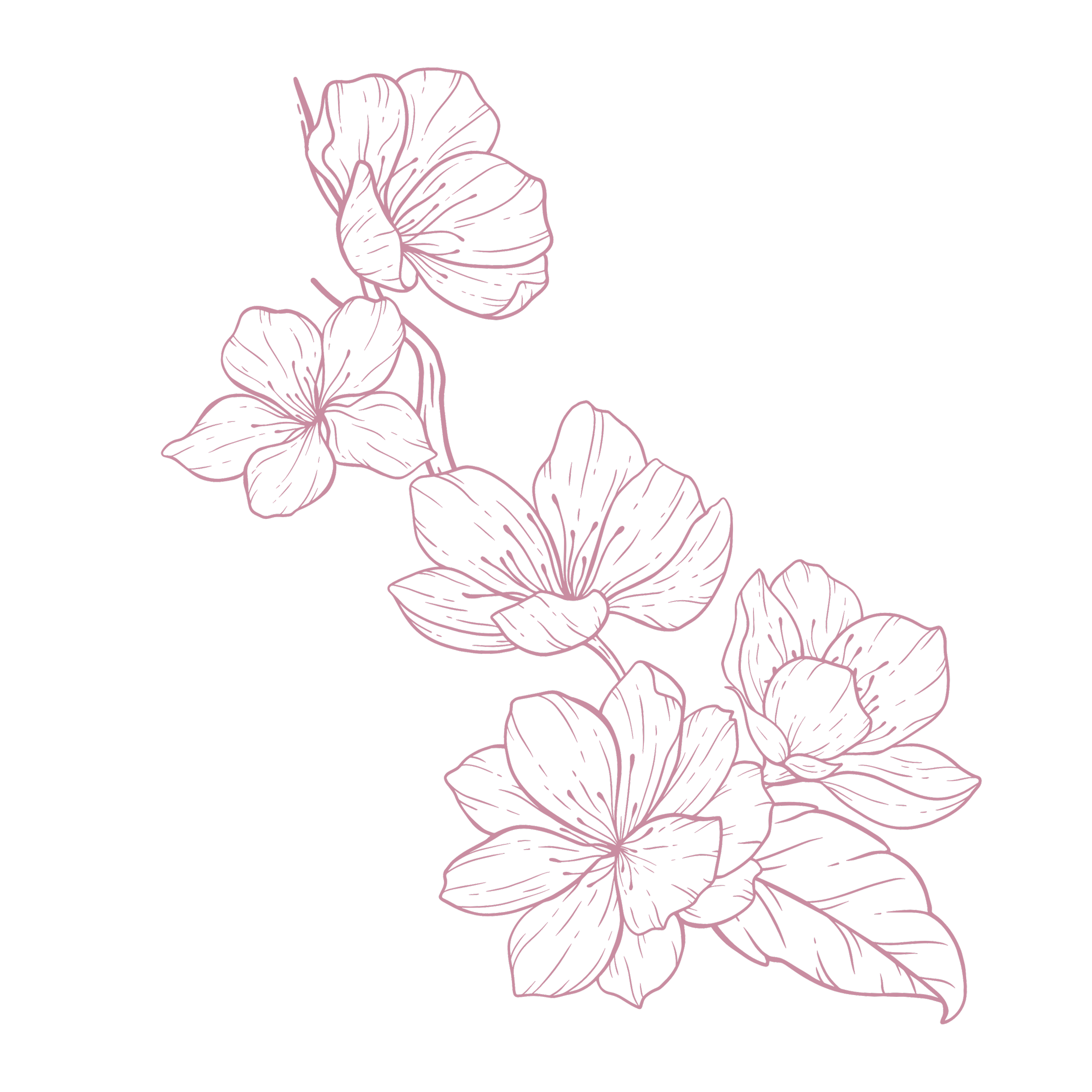 Line drawing of pink morning glories on a black background.