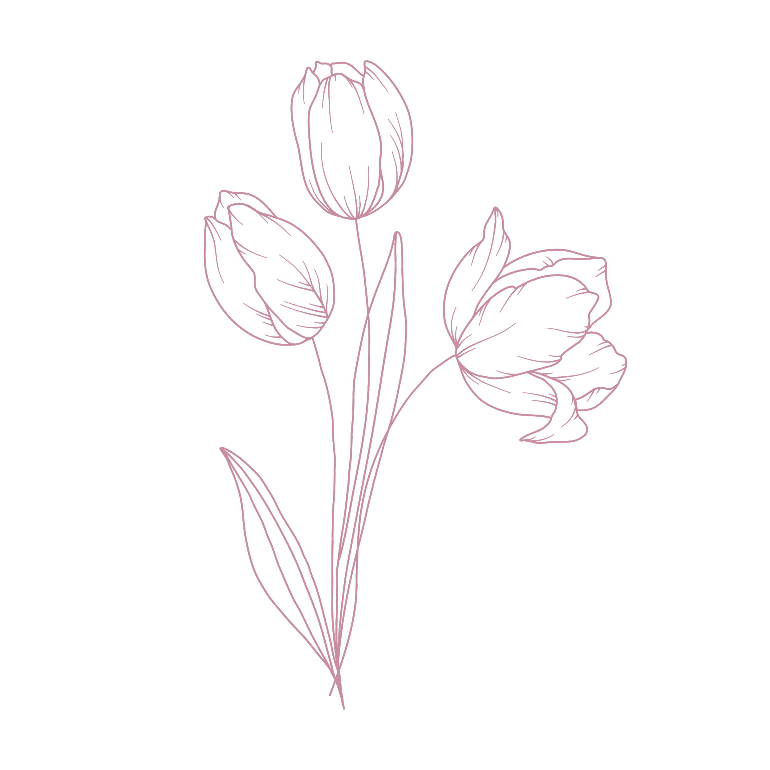 A digital line drawing of a tulip flower in pink on a black background.