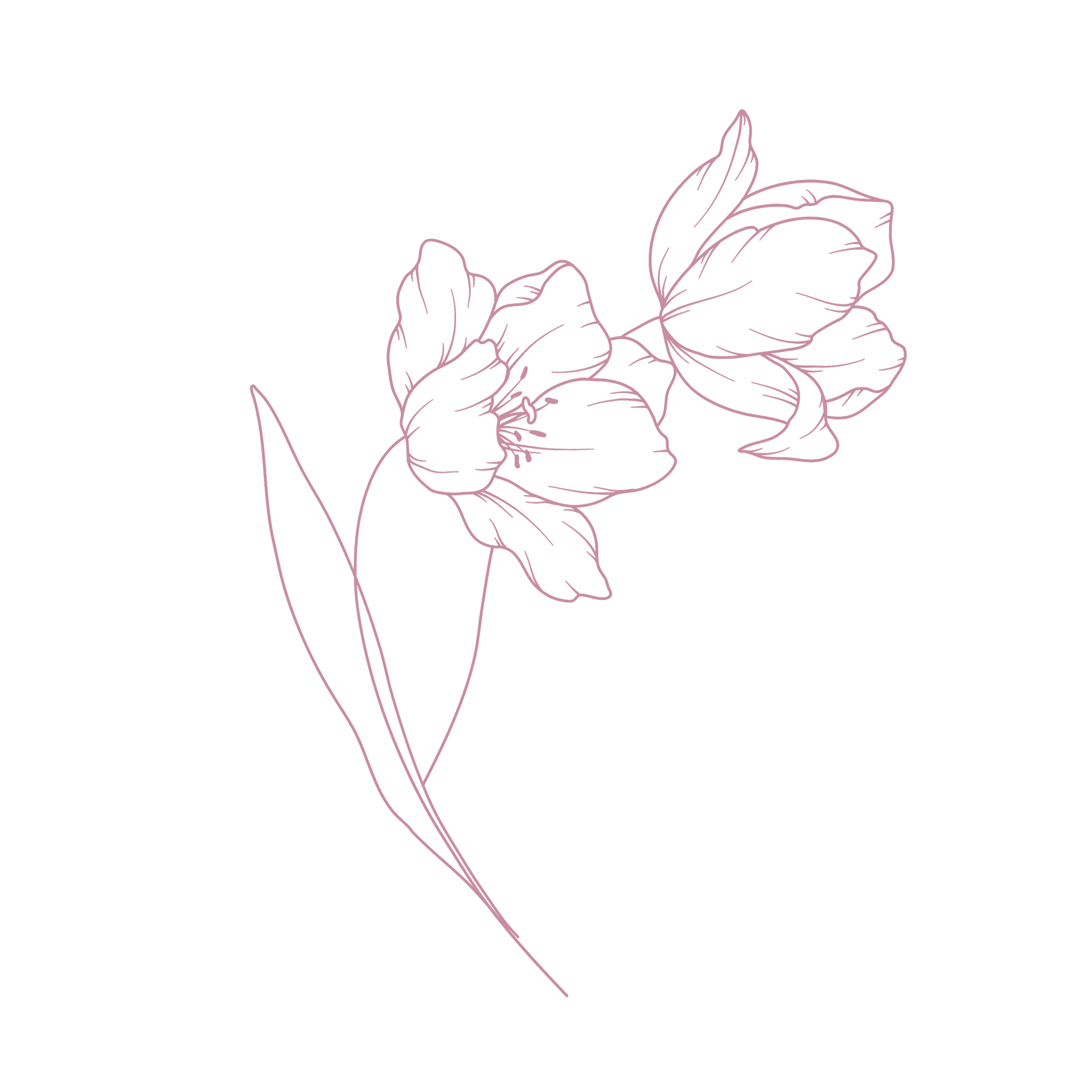 Outline drawing of a hand holding a bunch of roses on a black background.