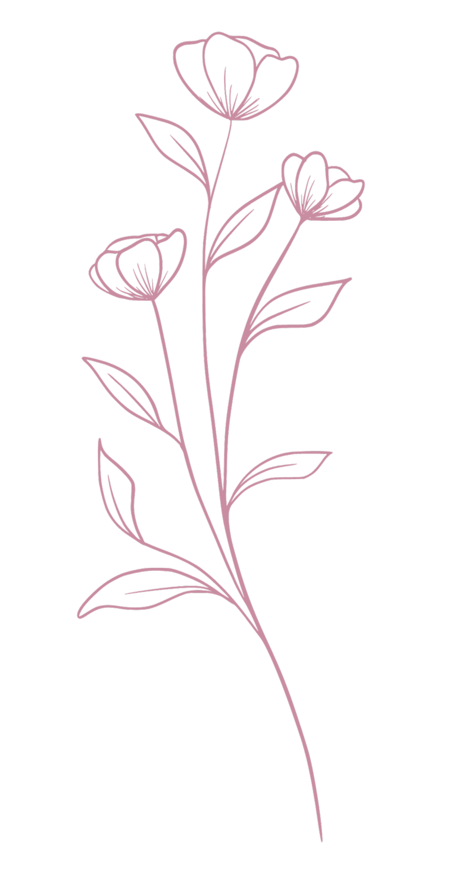 Simple outline drawing of a pink flower stem with three flowers and several leaves against a black background.