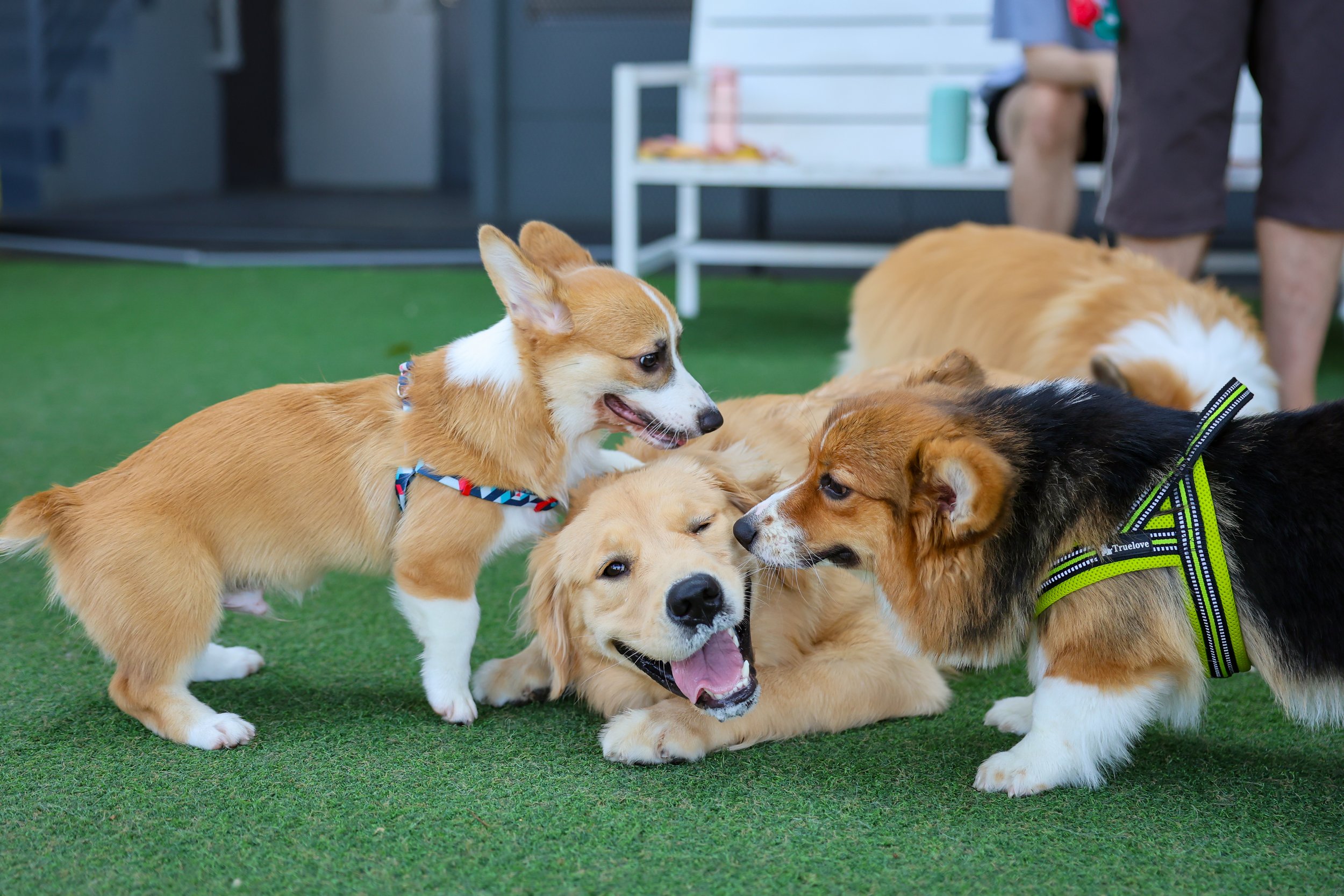 PUPPY PARK - sold