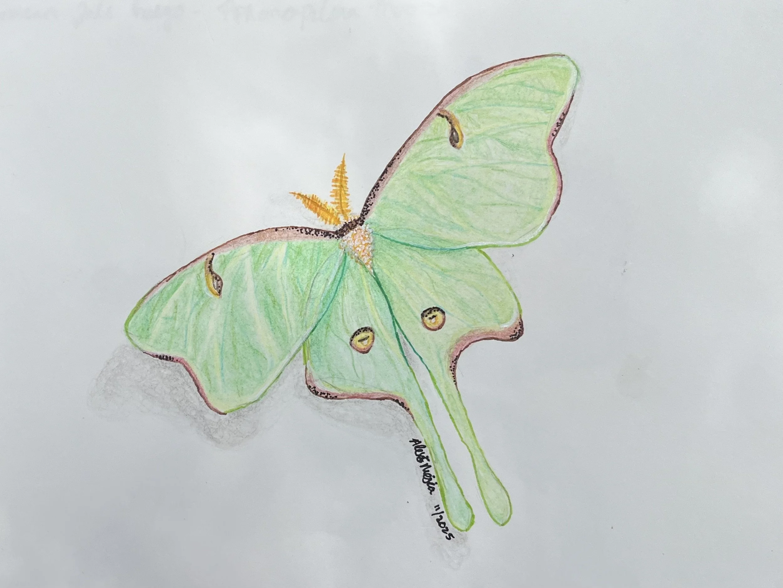 Colorful drawing of a green butterfly with yellow and black markings on its wings, on a white background.