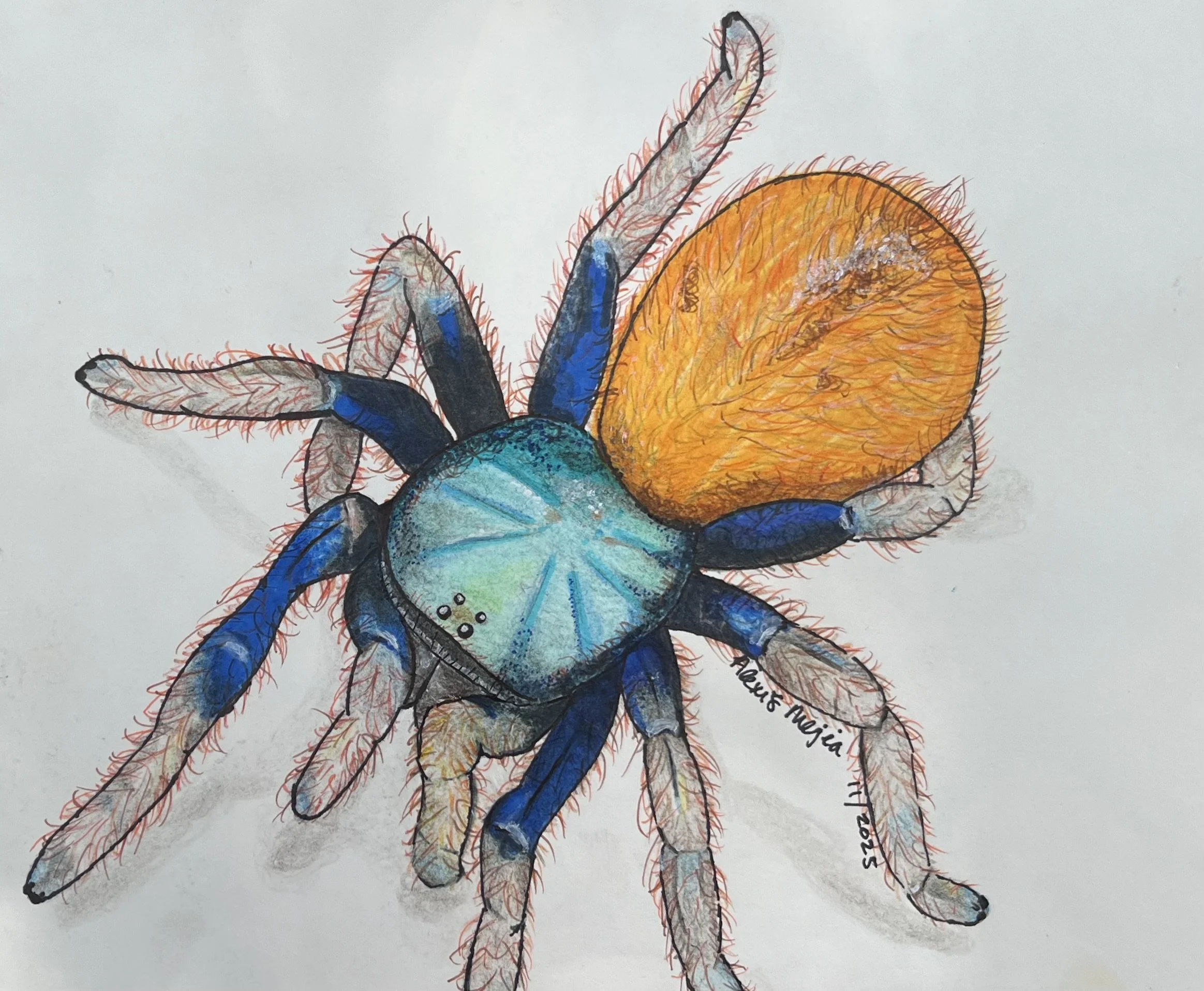 Colorful drawing of a bee with detailed wings, body, and antennae, with visible fine hairs and markings.