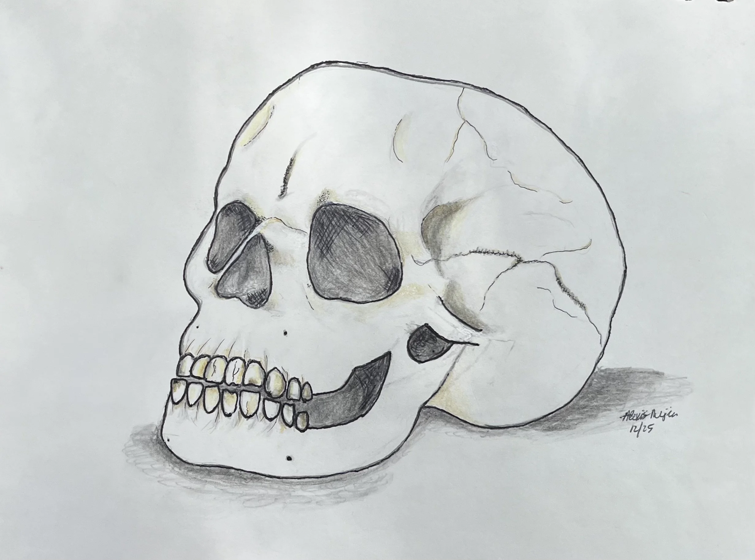 A detailed sketch of a human skull, with shading and contour lines, signed by the artist 'Alexis Nevin 2023'.
