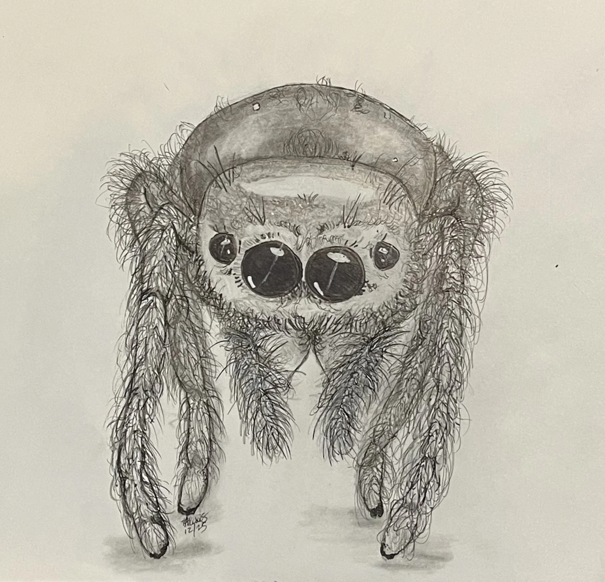 A detailed pencil sketch of a small dog with large, dark eyes, fluffy fur, and a small nose, sitting on a plain background.