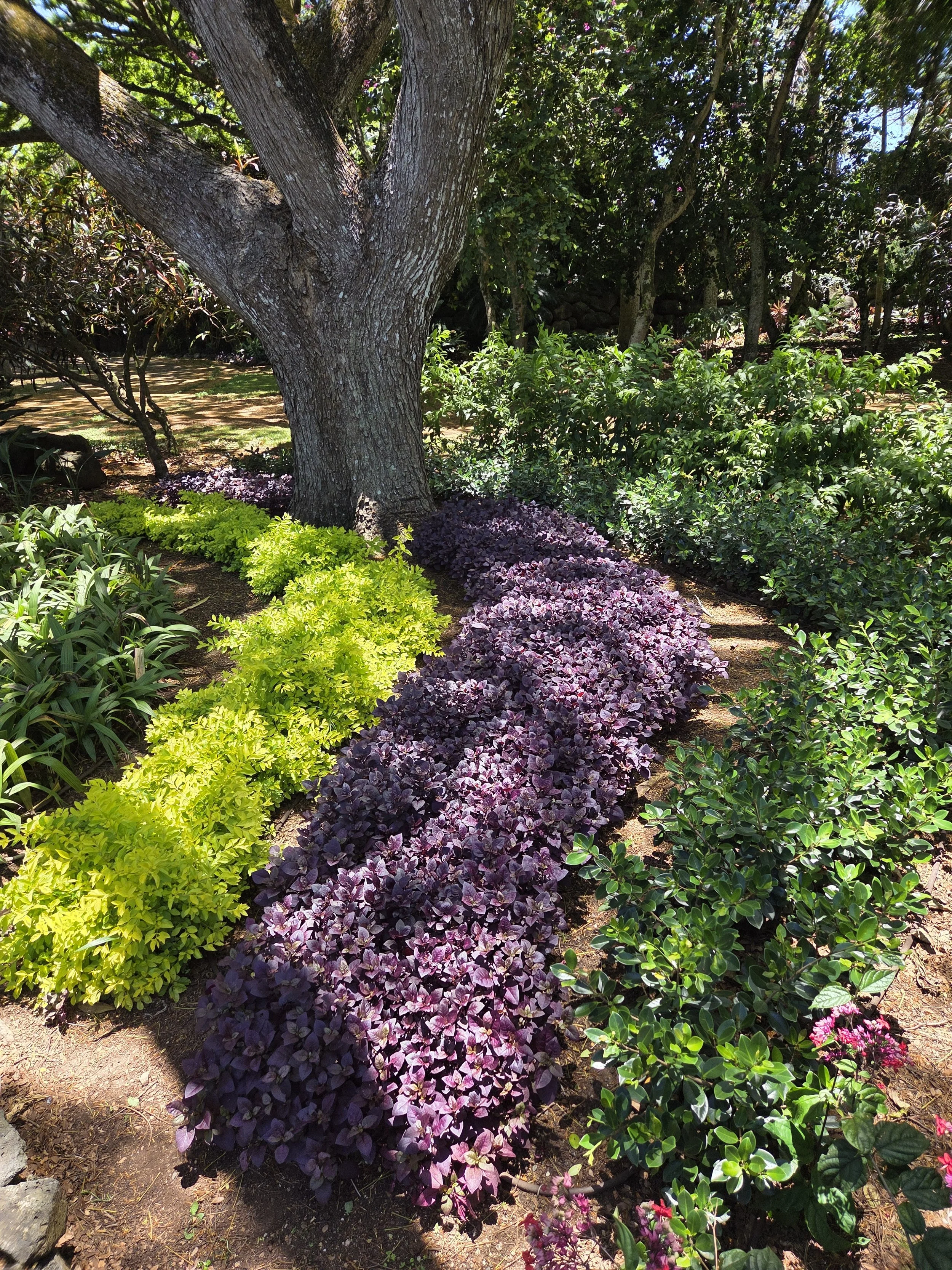 Colorful garden with a large tree, various green plants, purple and yellow foliage, and small pink flowers.