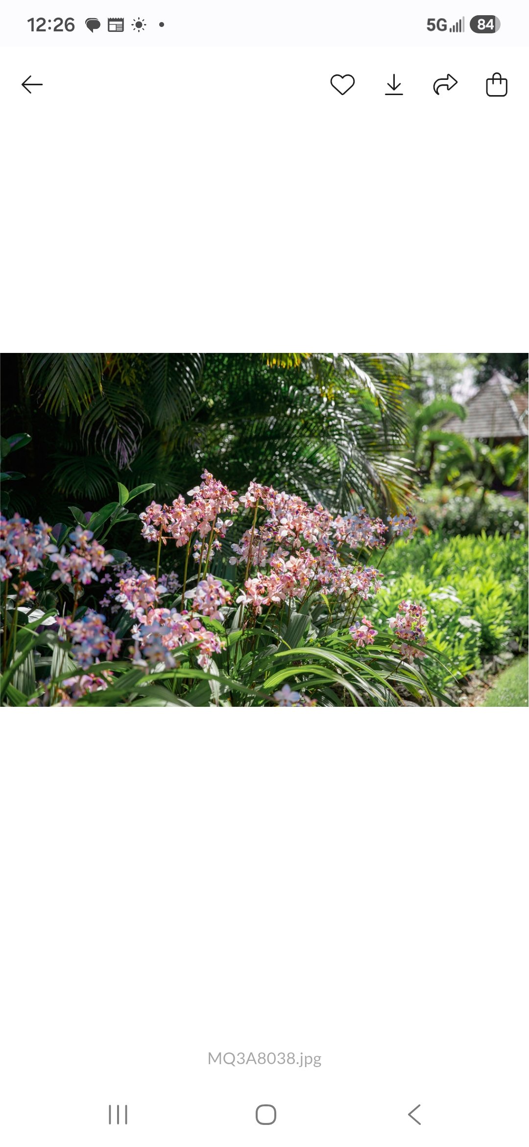 Colorful pink and purple flowers blooming in a lush green garden with palm leaves and a small house or gazebo in the background.