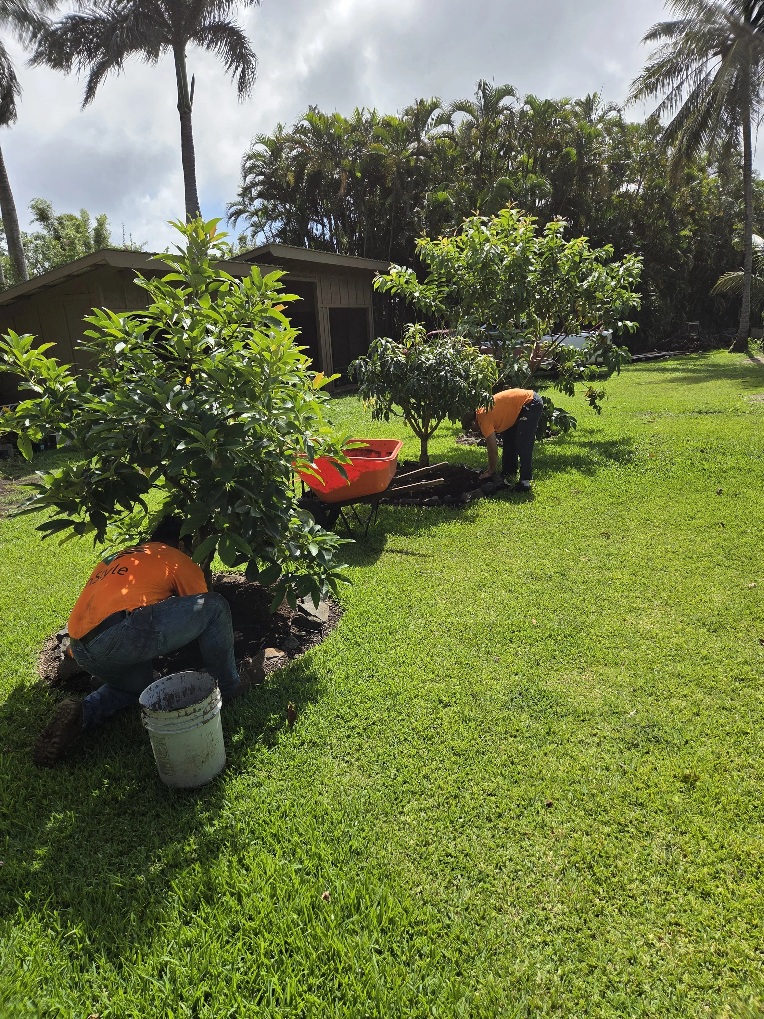 Two people planting a small tree in a grassy yard with lush greenery and palm trees in the background.