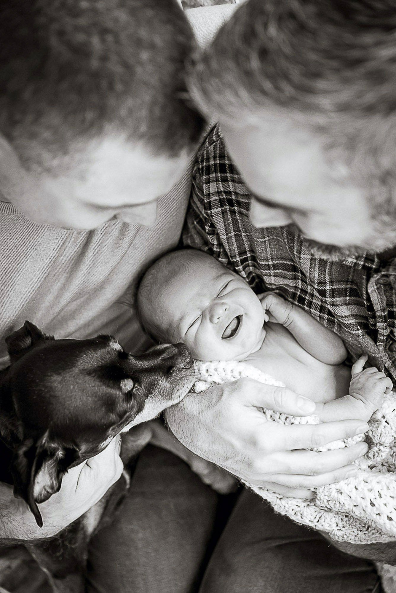 A baby with a happy expression lying on a blanket, cradled by a person wearing a plaid shirt, while a dog licks the baby's hand. The scene is captured in black and white.