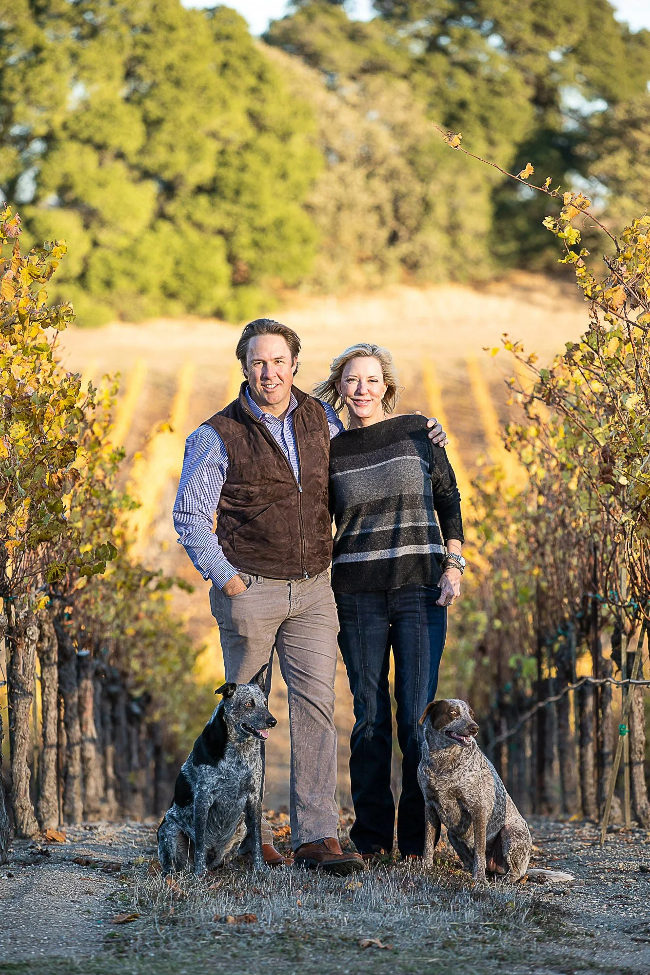 A man and woman walking in a vineyard with two dogs, among rows of grapevines in fall with colorful foliage.