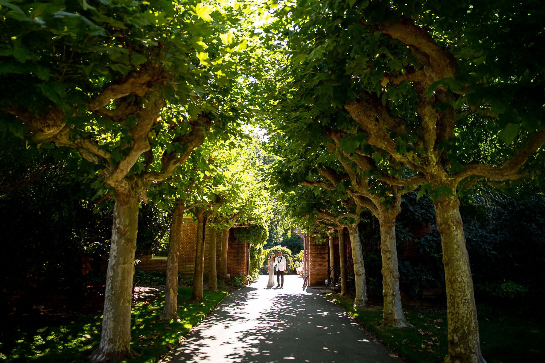 Bride and groom walking the sycamore allée at Filoli Gardens in Woodside