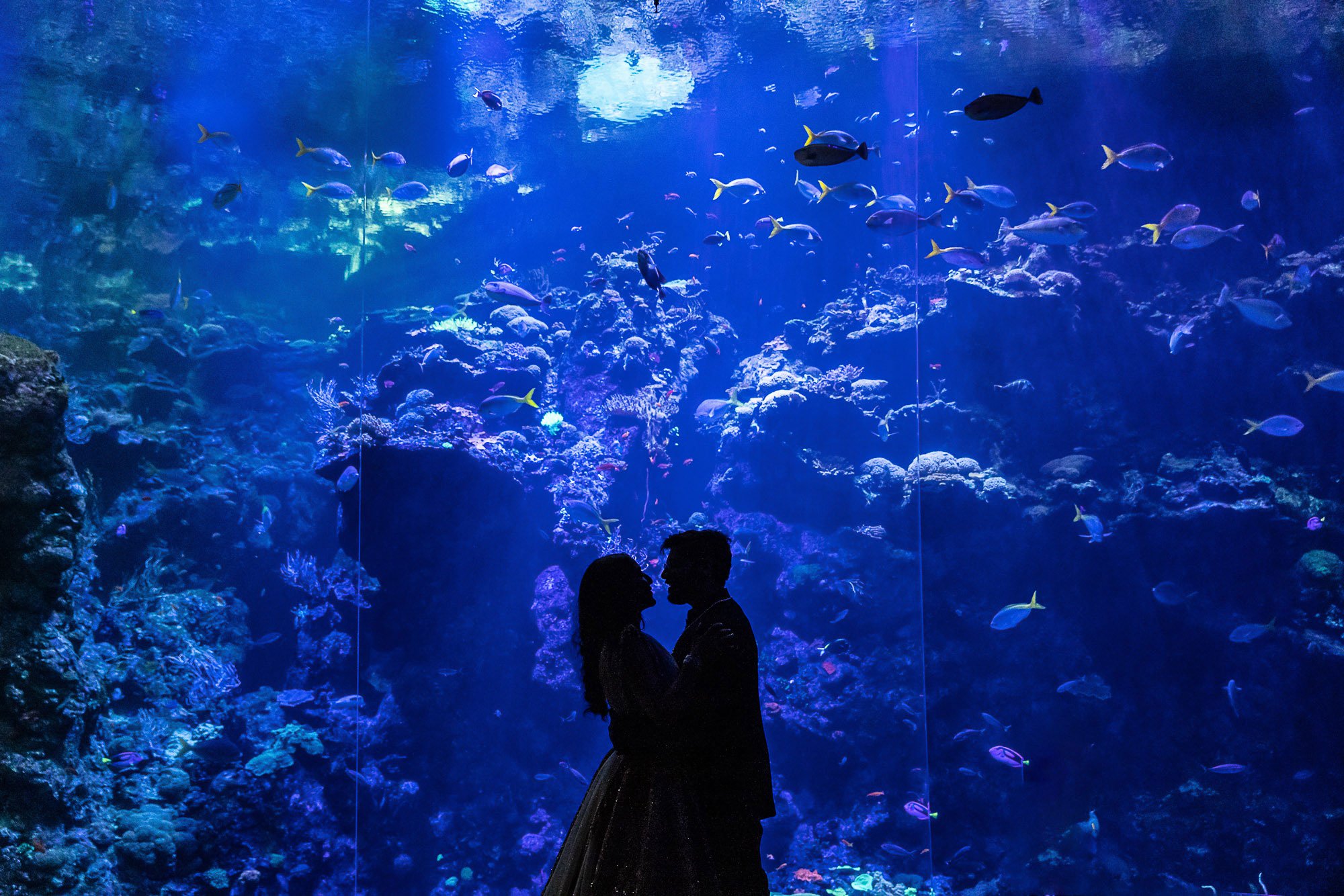 129-san-francisco-botanical-gardens--academy-of-sciences-indian-wedding.jpg