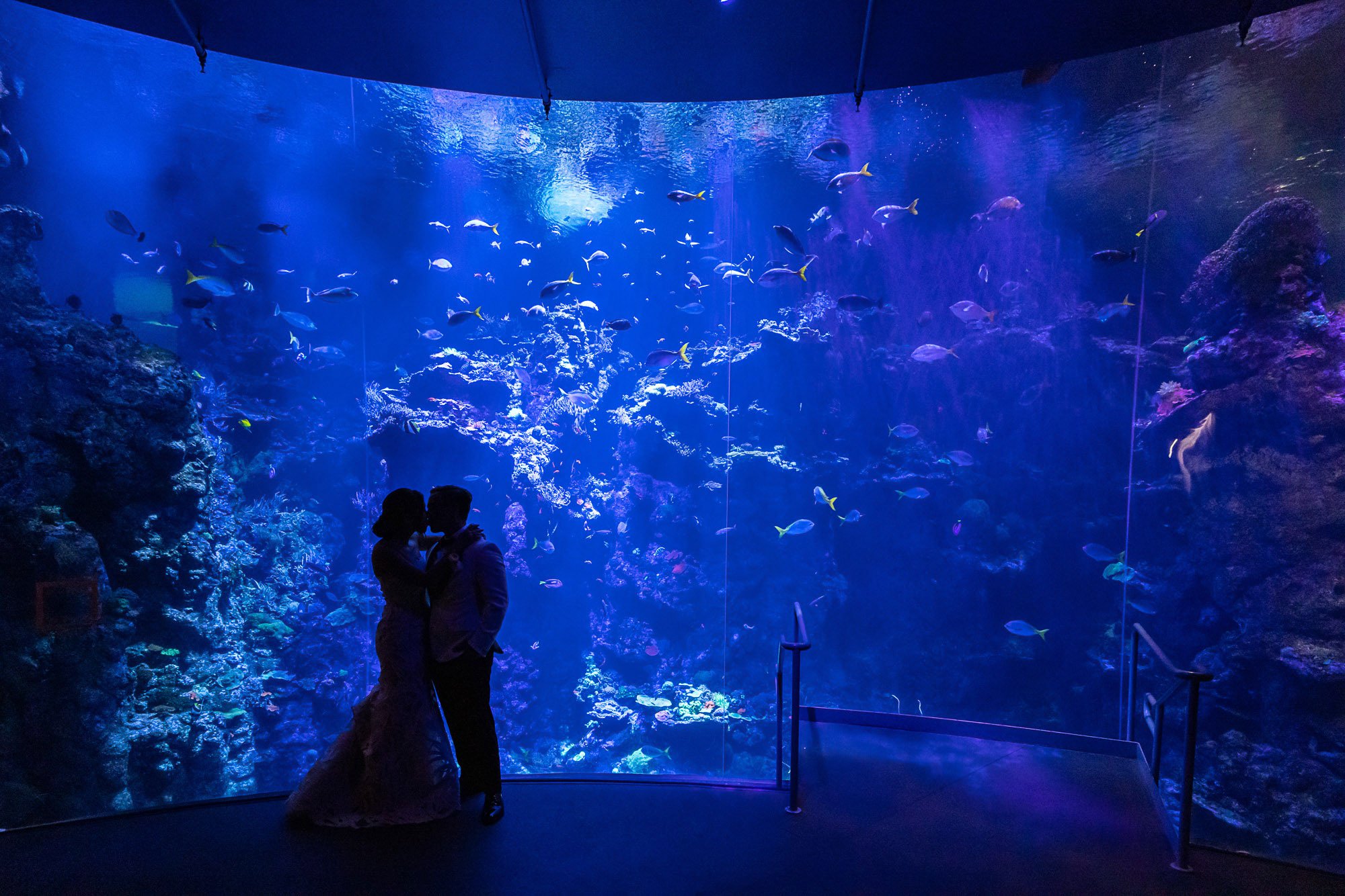 tara-arrowood-academy-of-sciences-couple-aquarium-silhouette.jpg