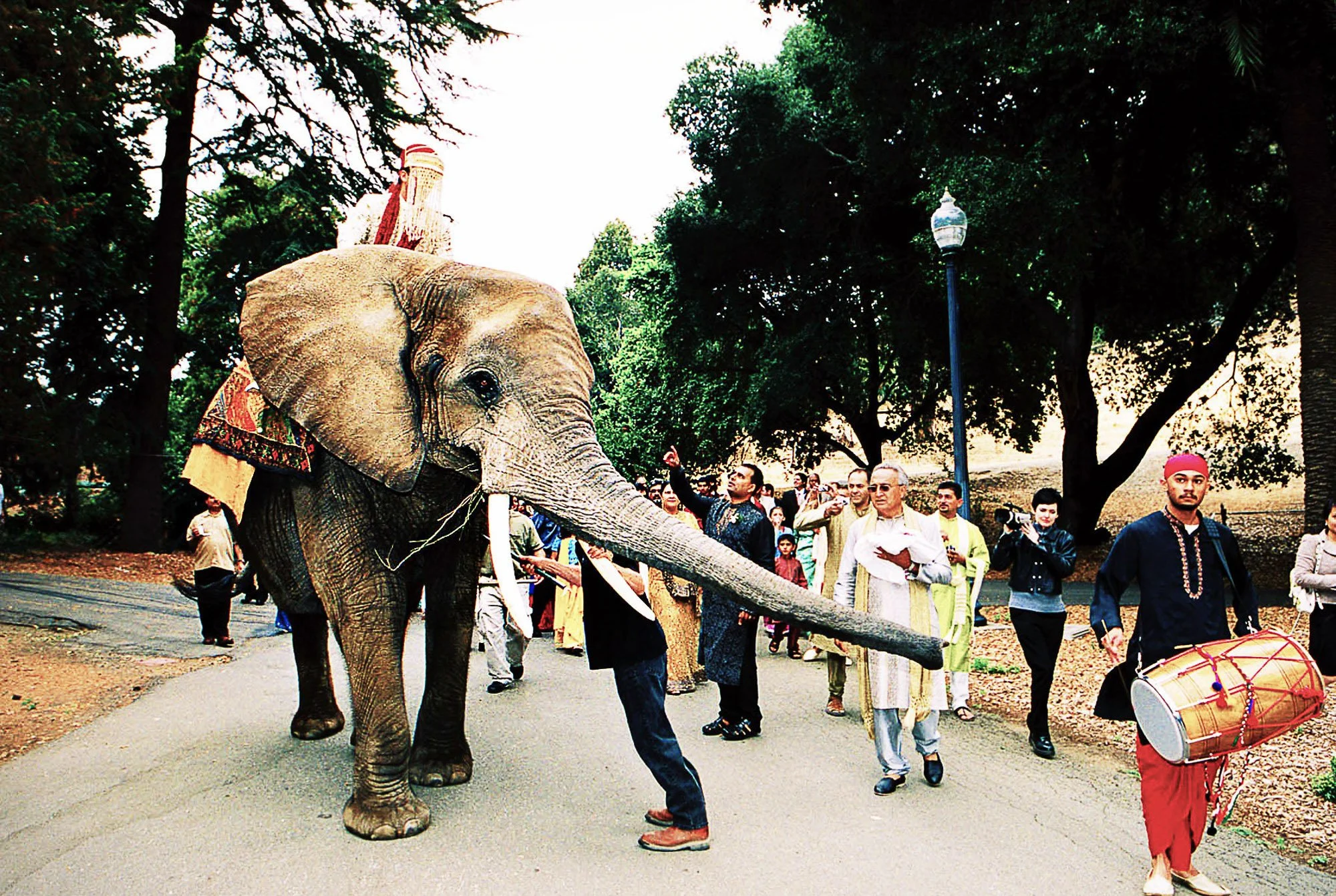 An elephant leading the baraat procession as guests follow with drums