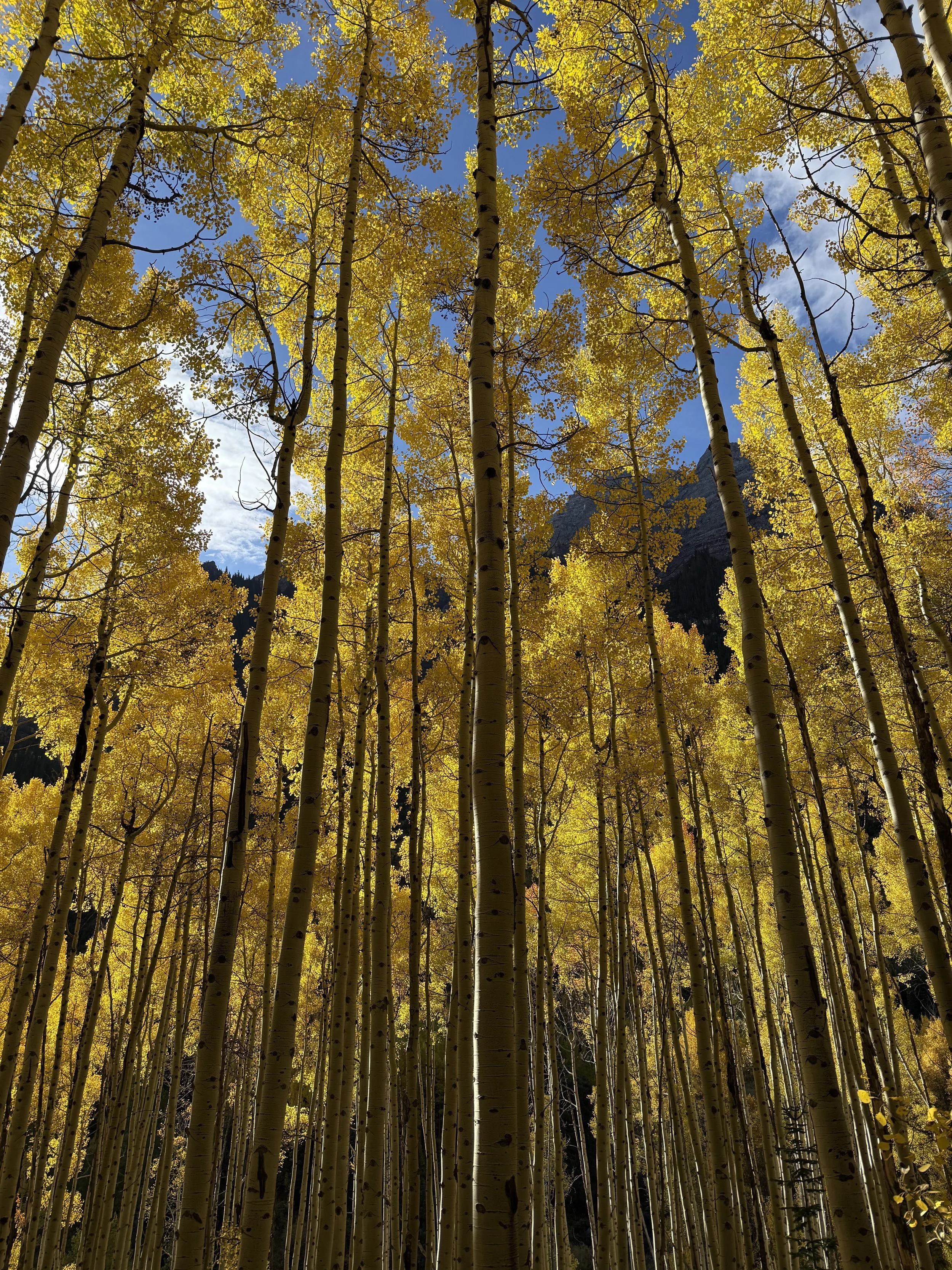 A view from the ground of a forest of tall, white-barked trees with yellow leaves against a bright blue sky with some clouds.