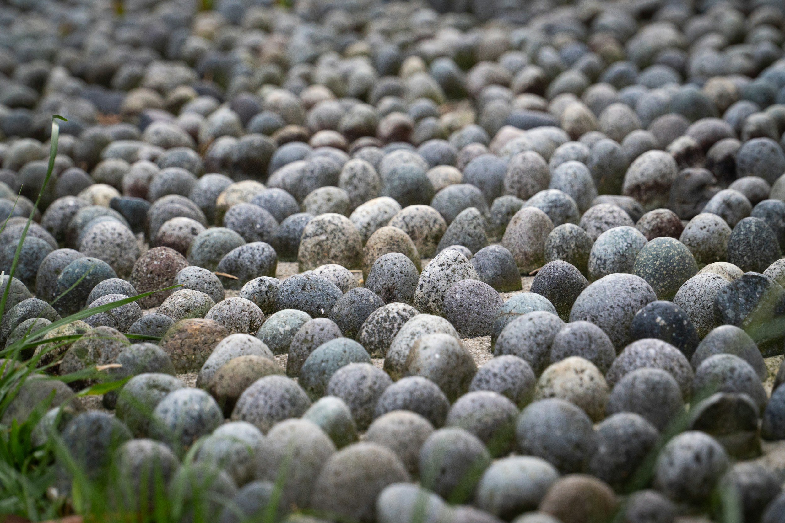 A large area covered with small, rounded gray pebbles with some blades of grass in the foreground.