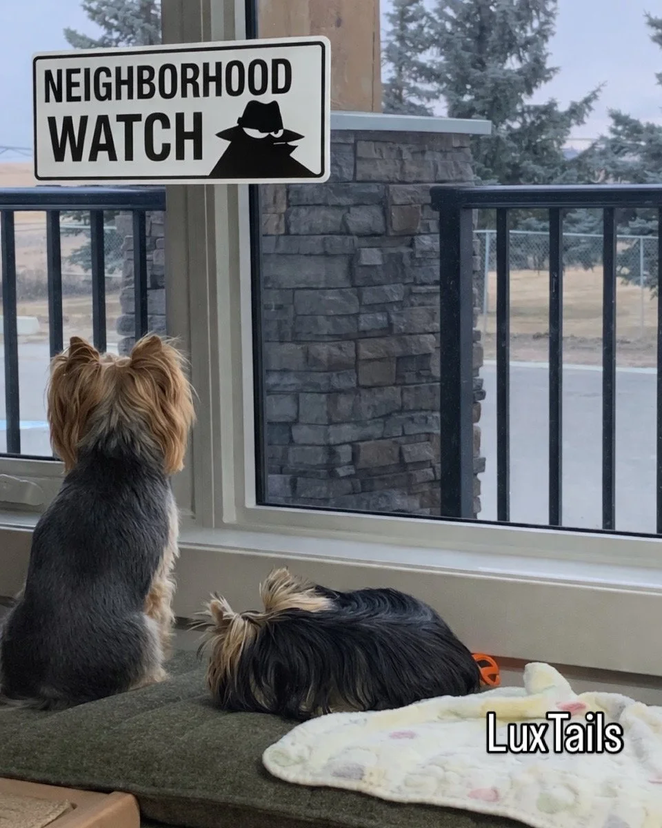 Two Luxtail Yorkshire Terrier dogs sitting on a bench guarding the home. A 'Neighborhood Watch' sign with a thief graphic is posted outside. The landscape outside shows trees and a driveway.