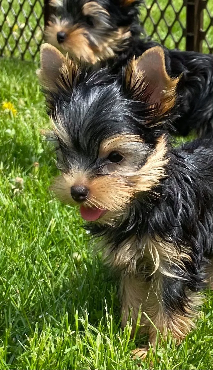LuxTails Puppy Kona