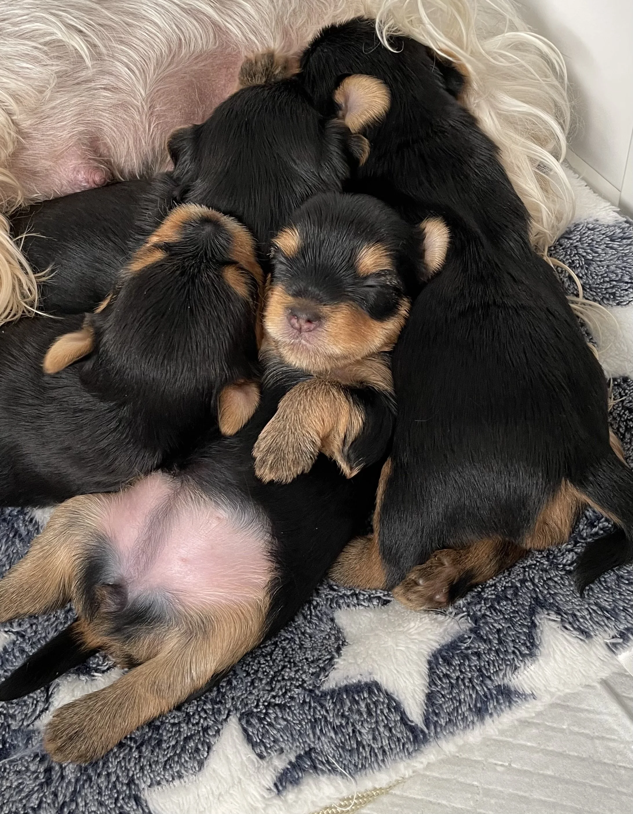 LuxTails Litter just chilling with mom.