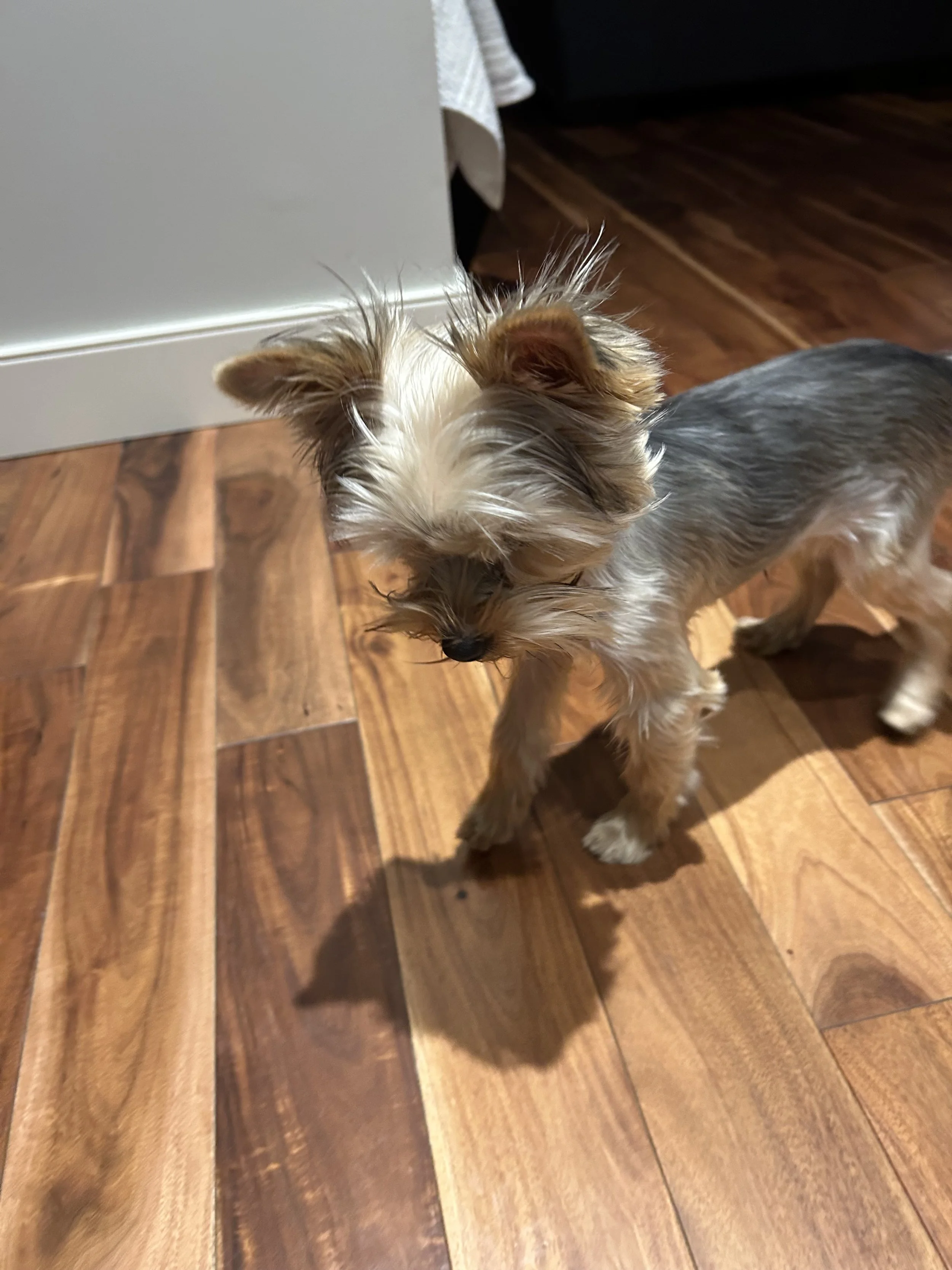 The First Few Days home with your new Puppy