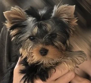 What is a Yorkie?