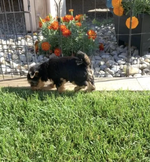 Why Our Puppies Are Raised With Us, Among Us