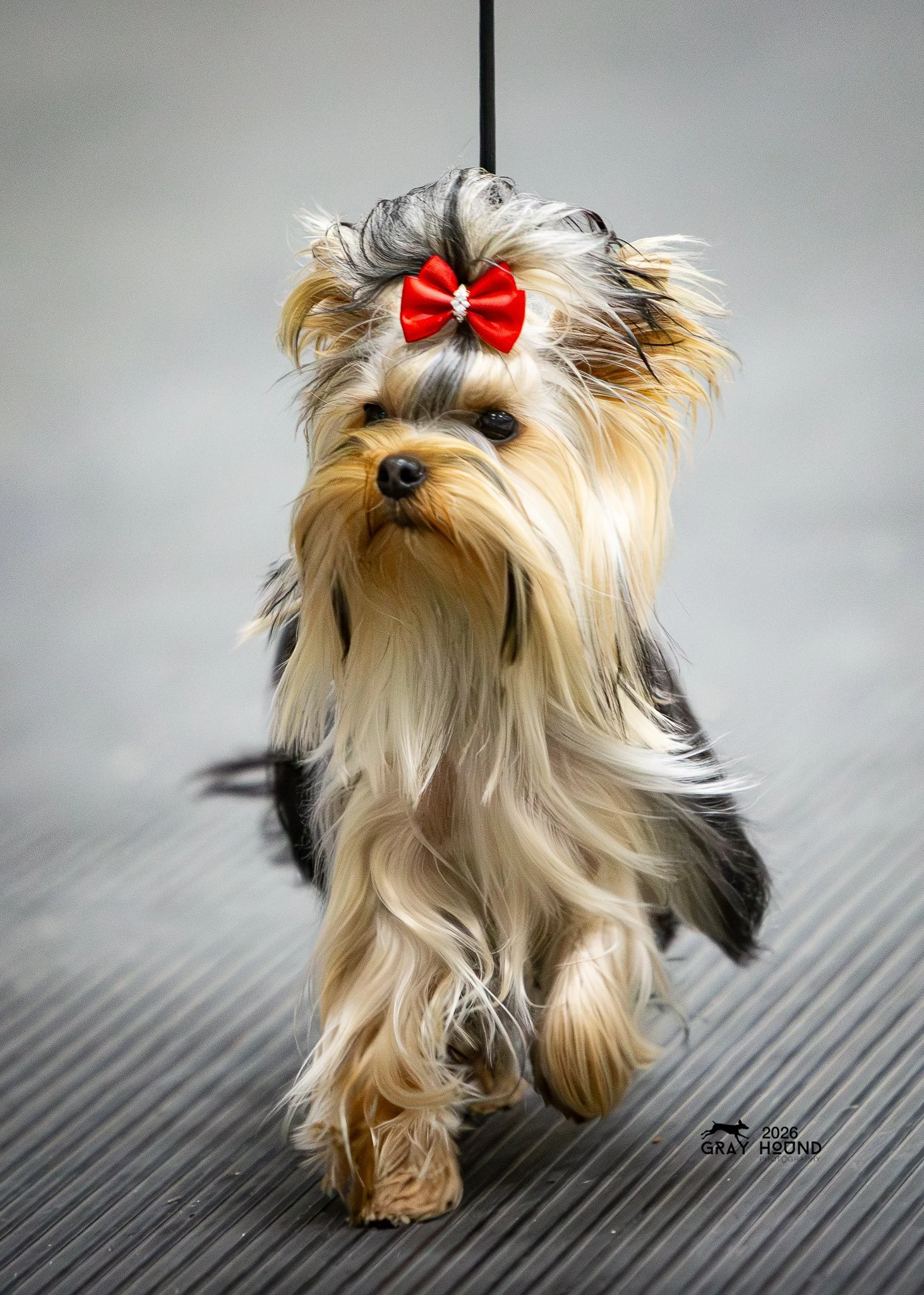 Show Yorkie vs. Pet Yorkie: What's Really the Difference?