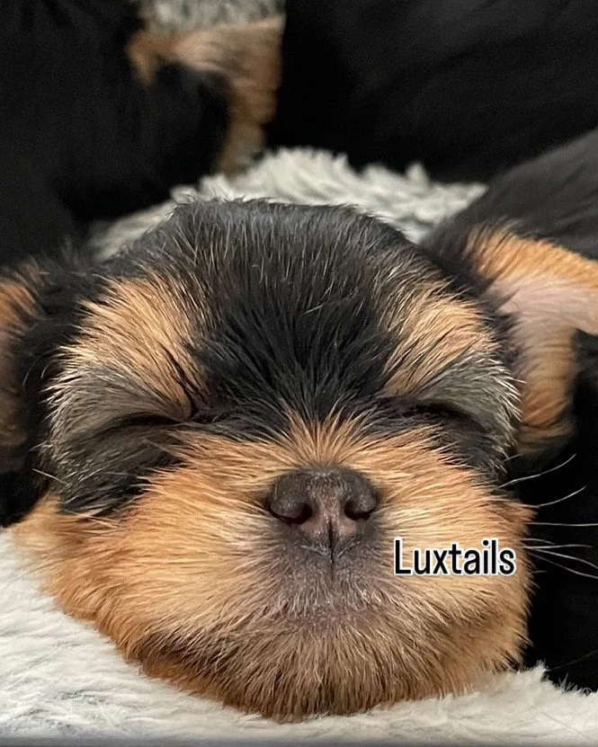 The Yorkshire Terrier: More than just a Pretty Face