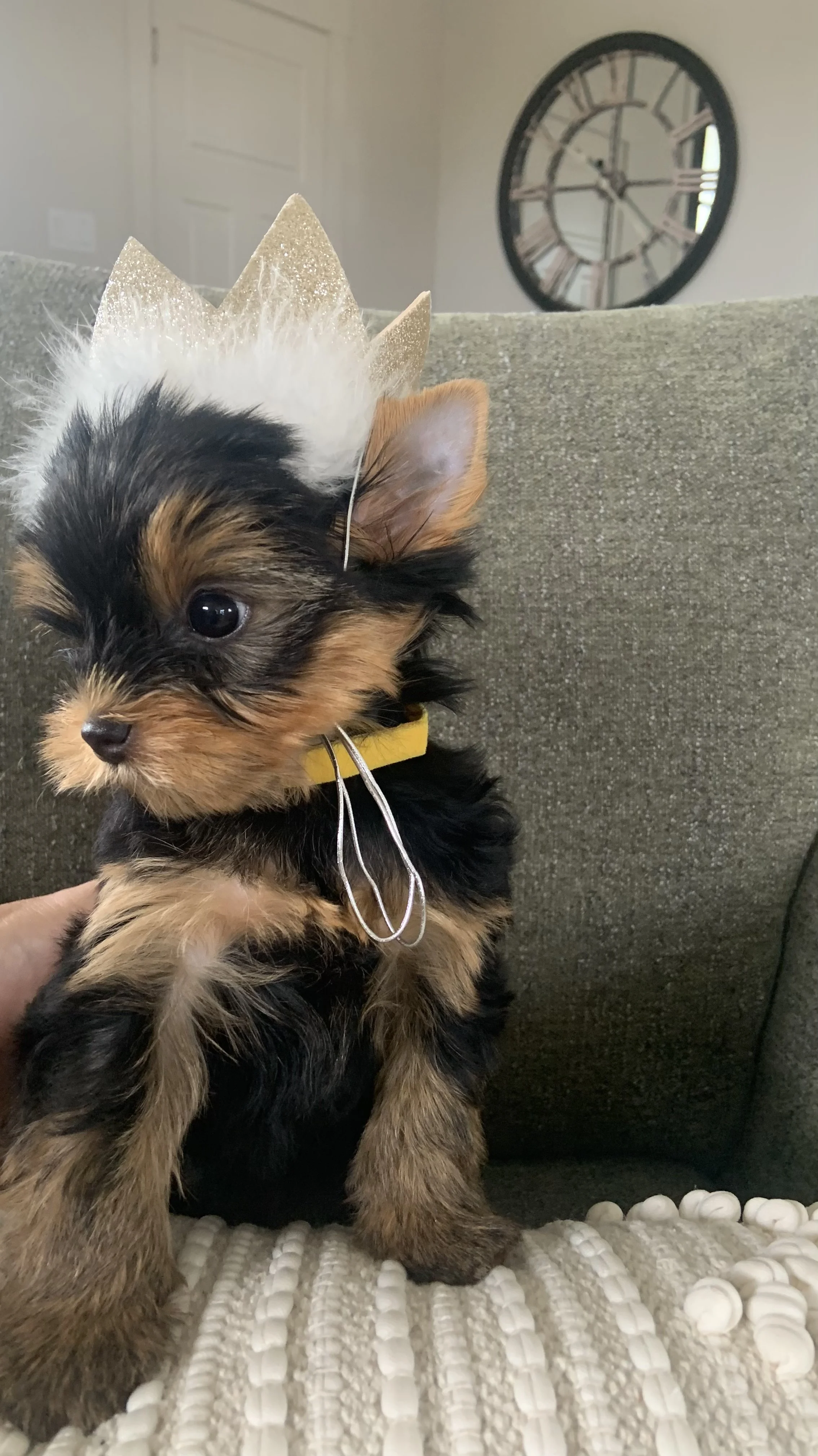 LuxTails Pup