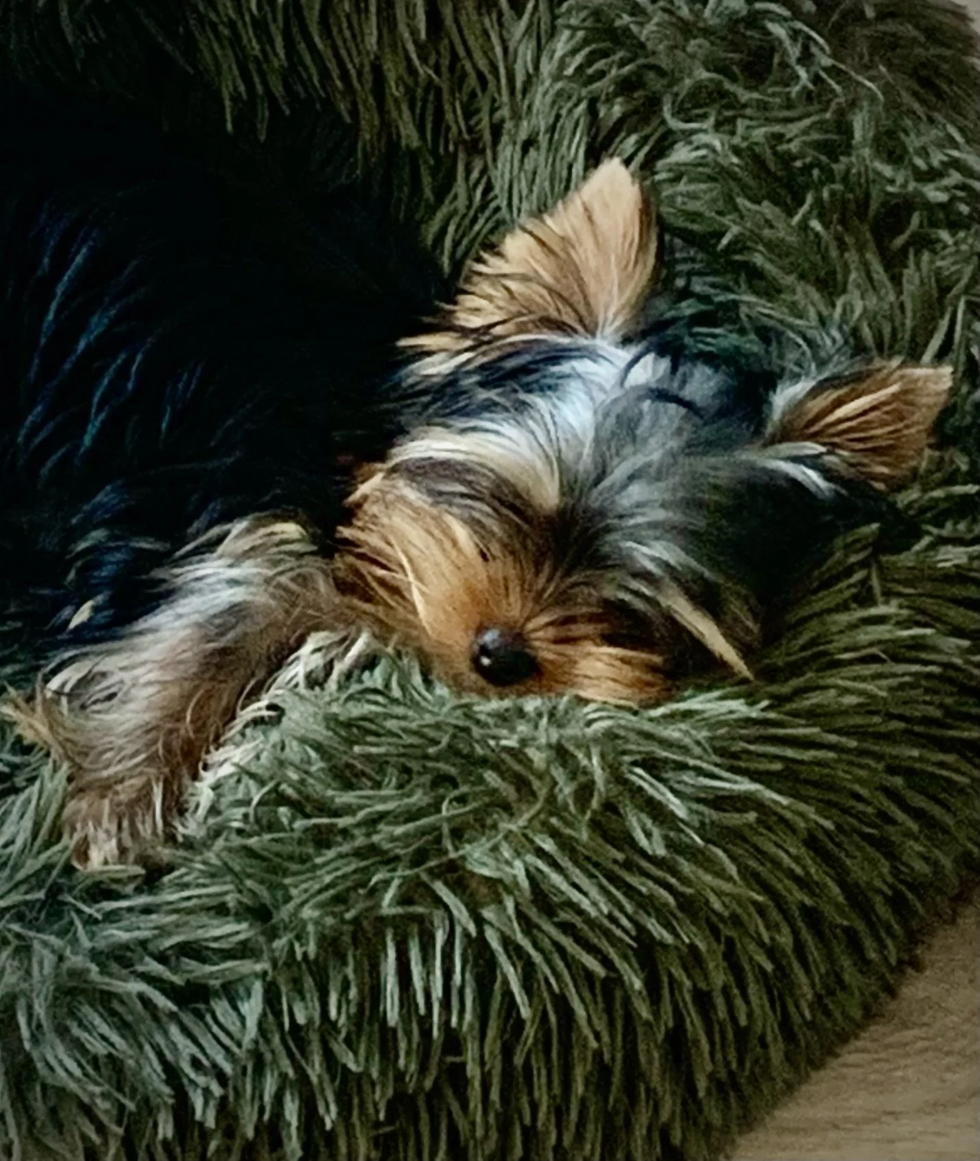 LuxTails MIA Puppy