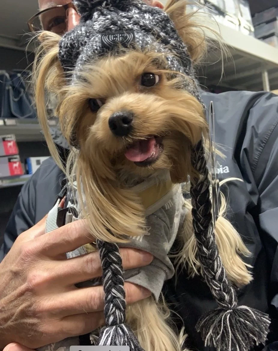 Yorkshire Terrier Kona from LuxTails yorkies wearing a winter hat