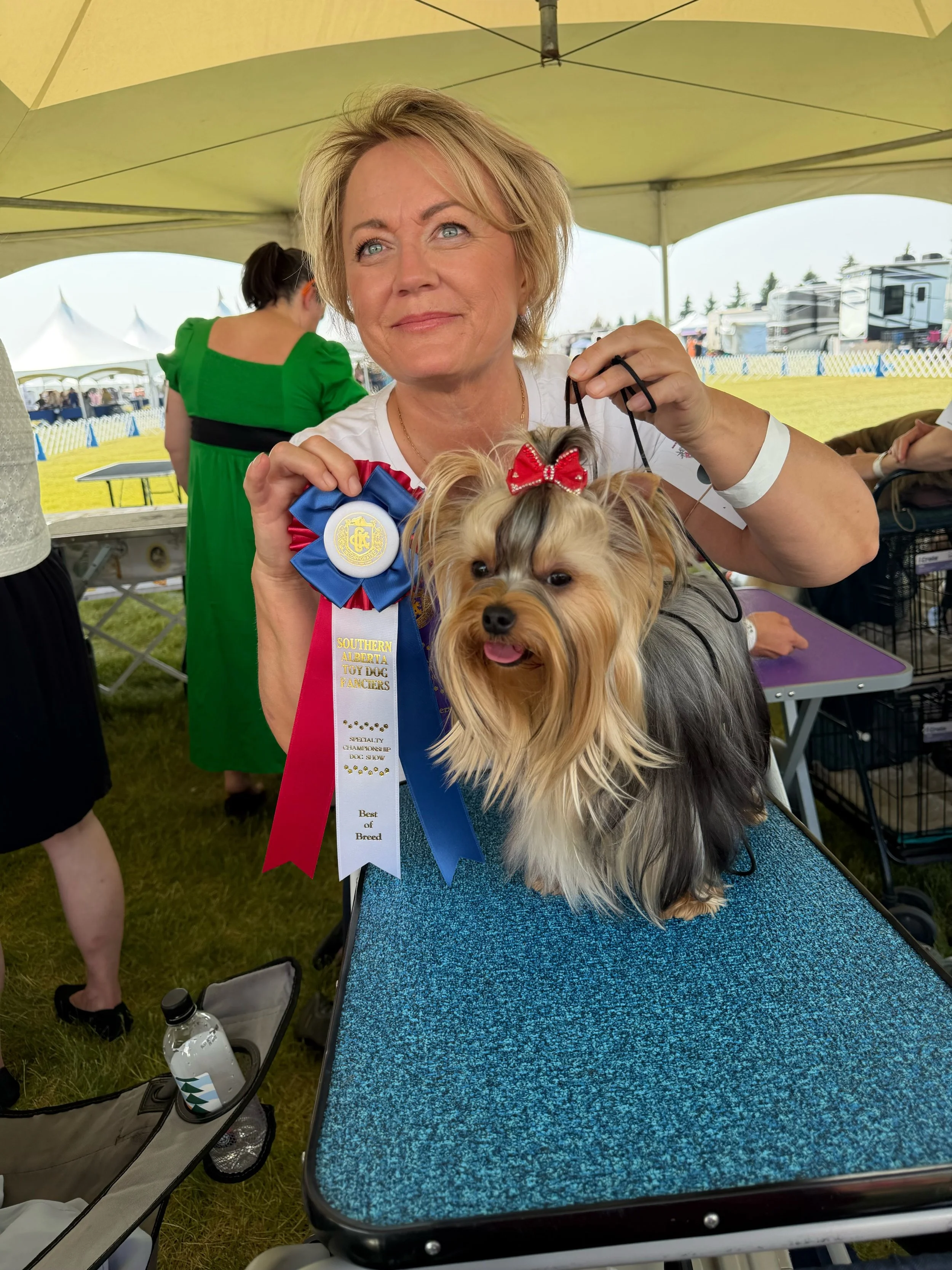 Luxtails Yorkshire Terrier MIA wins  again on her 1st Birthday. Award ribbons displayed.
