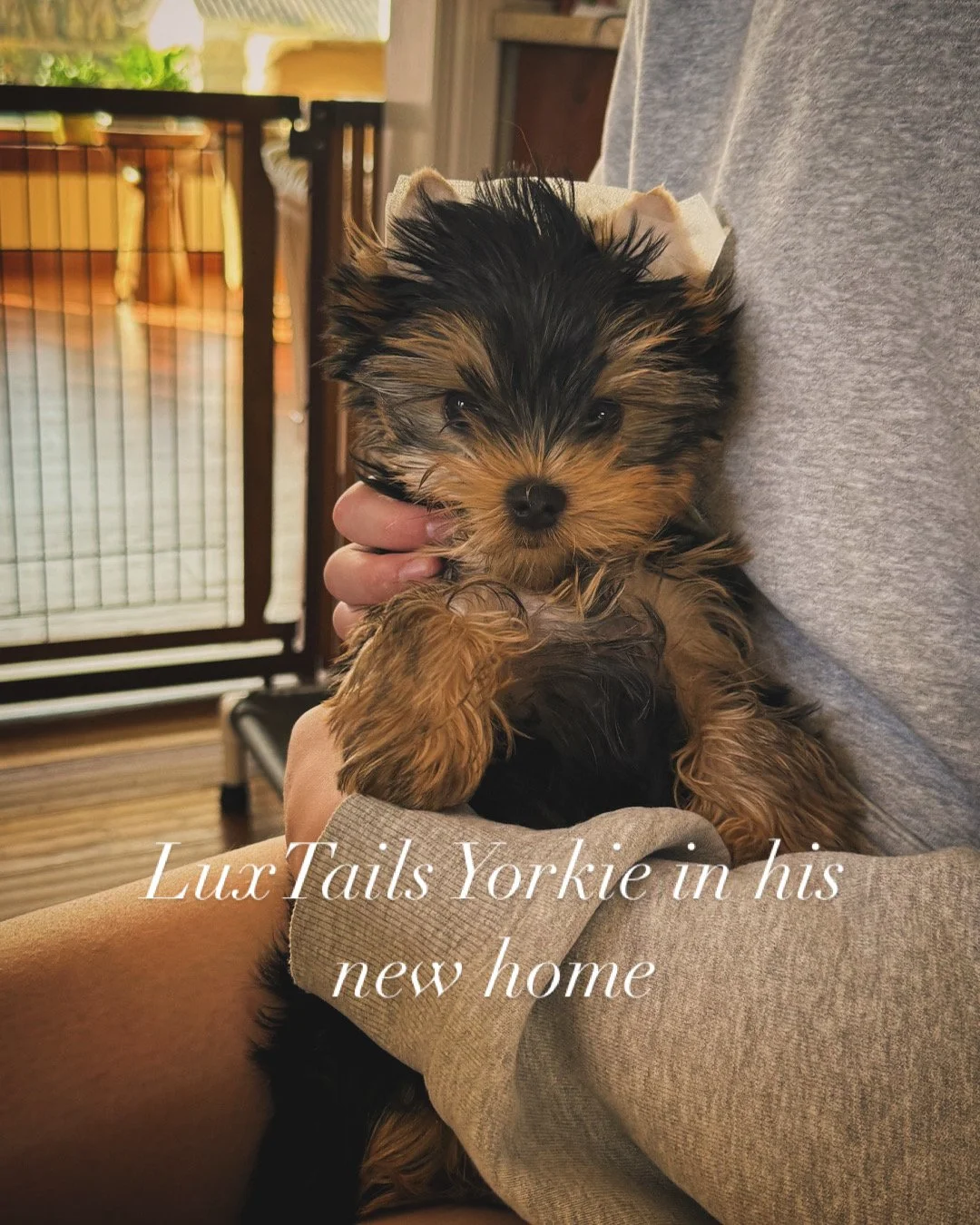 A small Yorkie puppy from LuxTails with black and tan fur being held in the arms of his new family indoors, with a background of a dog crate and wooden flooring, and a caption that reads 'Lux Tails Yorkie in his new home.'