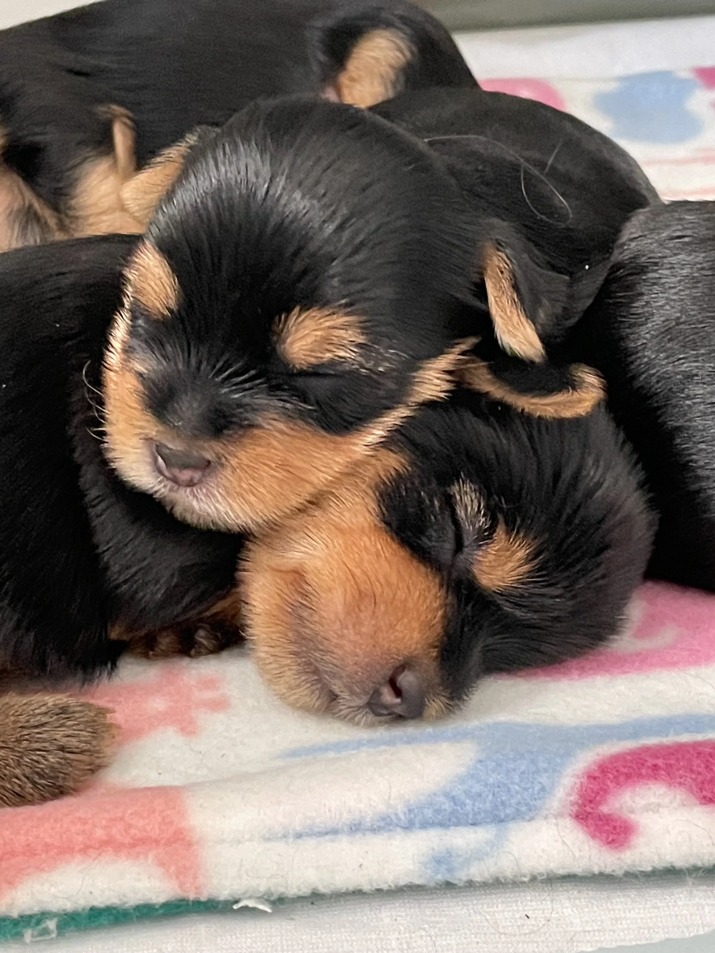 LuxTails YORKSHIRE TERRIER litter of 4 Healthy pups. Close-up of three sleeping puppies with black and tan fur, snuggling together on a colorful blanket.
