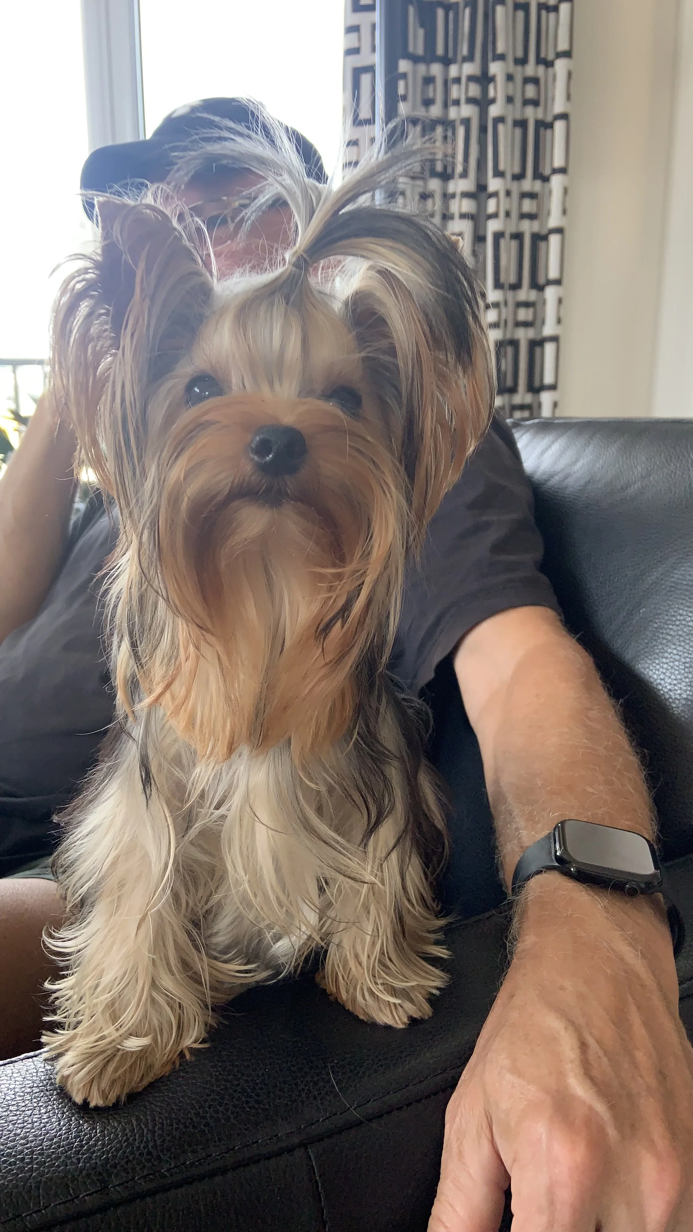 A person with a smartwatch on their wrist holding a luxtails Yorkshire Terrier dog sitting on a black leather couch indoors.