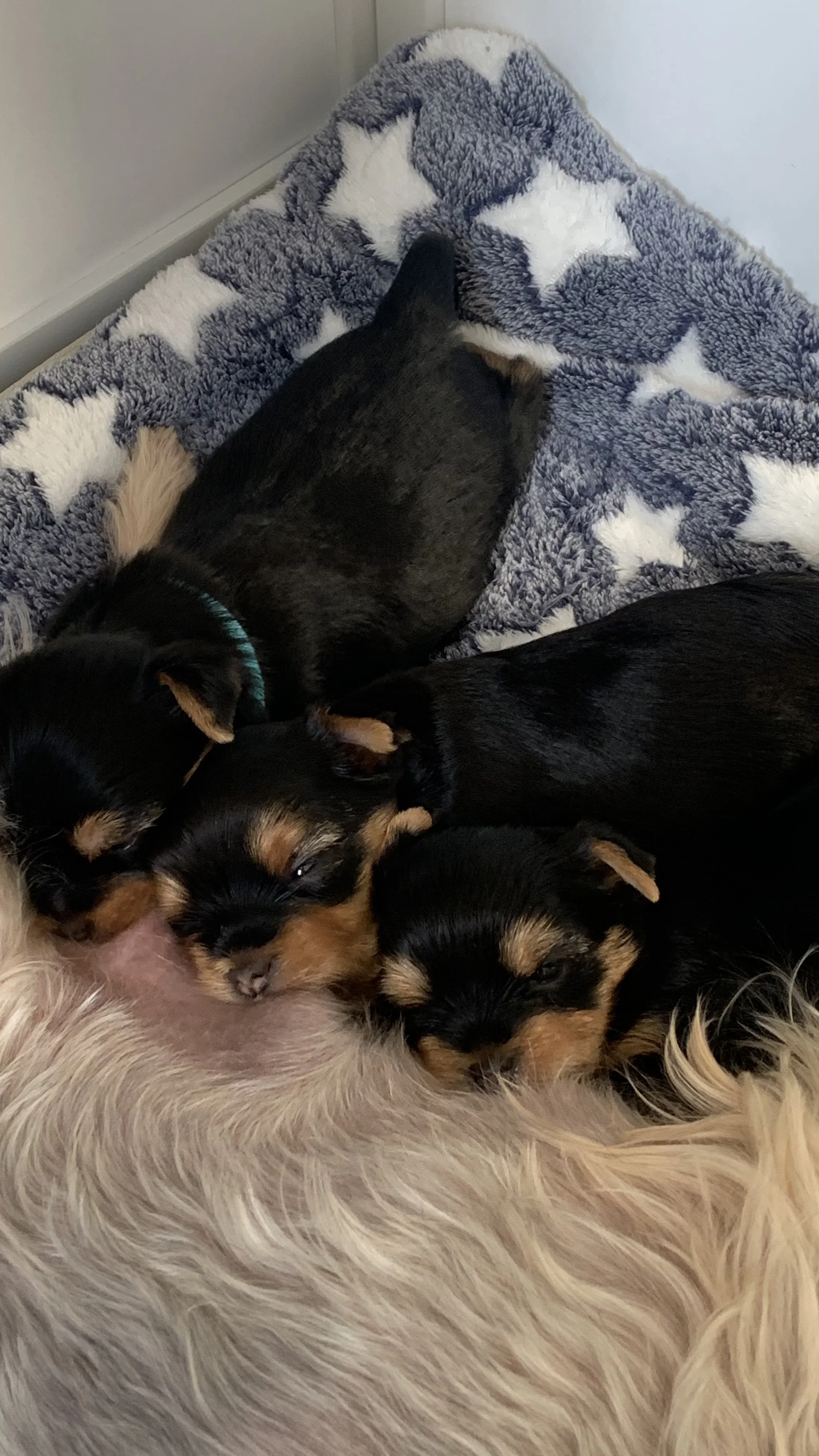 LuxTails healthy and beautiful litter of 4 Yorkshire Terrier Puppies. Several small puppies snuggling on a fluffy blanket with star patterns.
