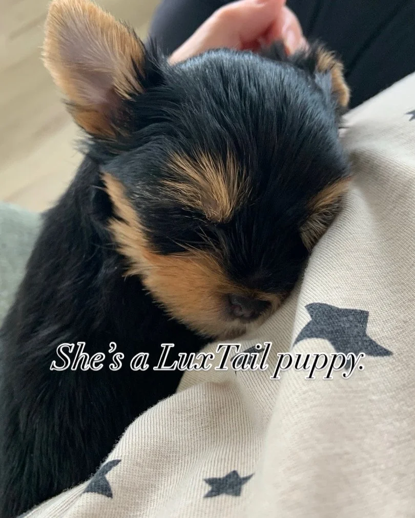 A sleeping LuxTail Yorkshire Terrier puppy.