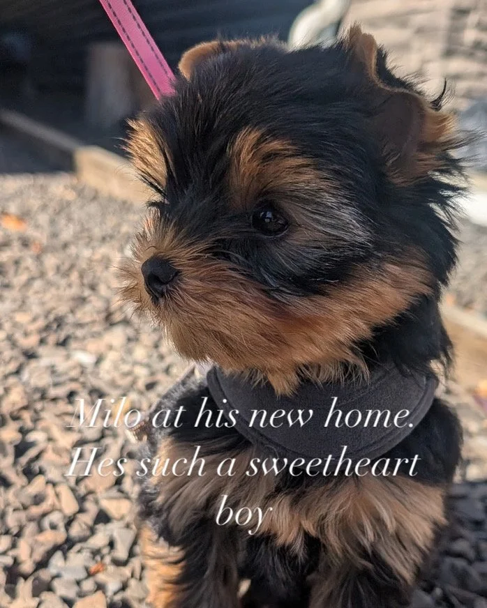 A cute small Yorkshire Terrier puppy with black and tan hair, sitting outdoors on gravel. The puppy is wearing a black collar and has a pink leash attached. Text overlay reads: 'Milo at his new home. He's such a sweetheart boy.'