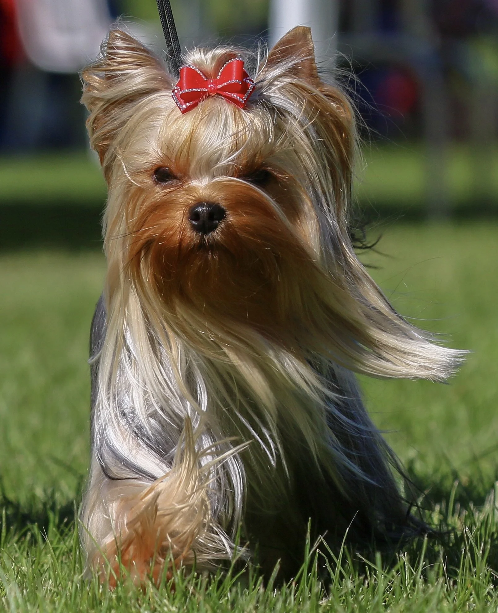 Depasquiet Kona at Kiwiblue at the conformation dog show.