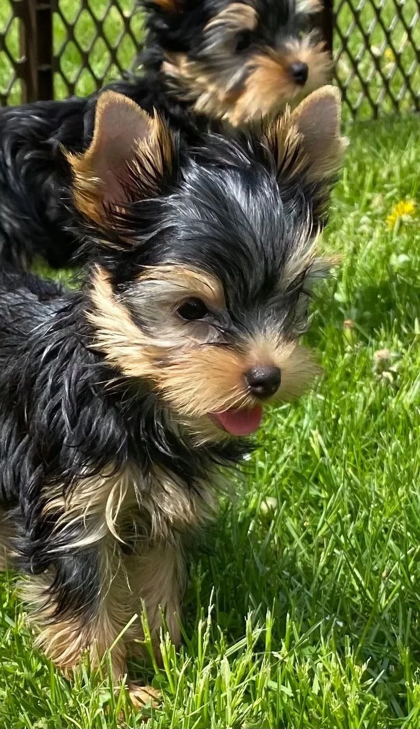 Yorkshire Terrier PUPPY around 12 weeks old from Luxtails
