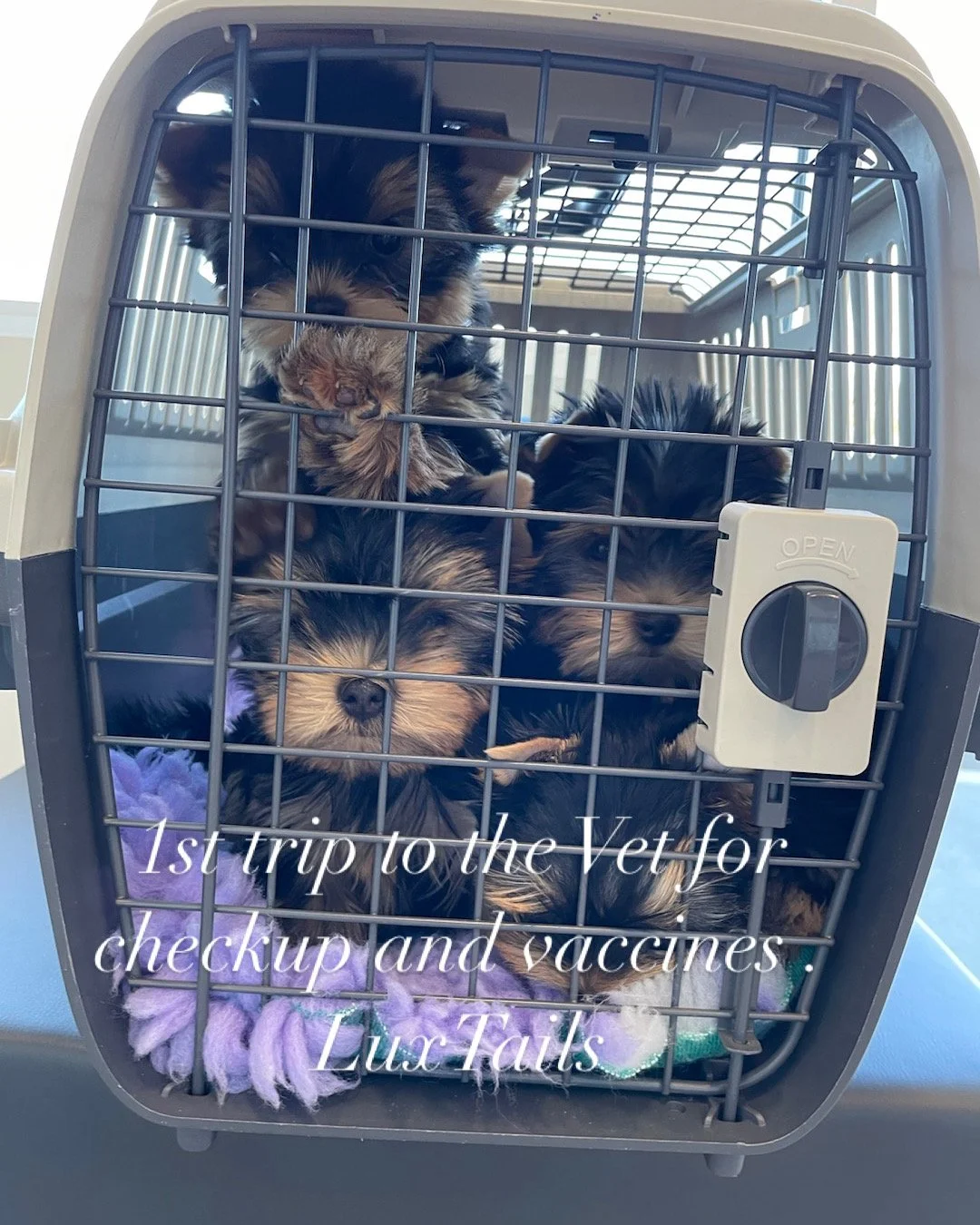 LuxTails Yorkies on their way to the Vet for the first health check and Vaccinations.
