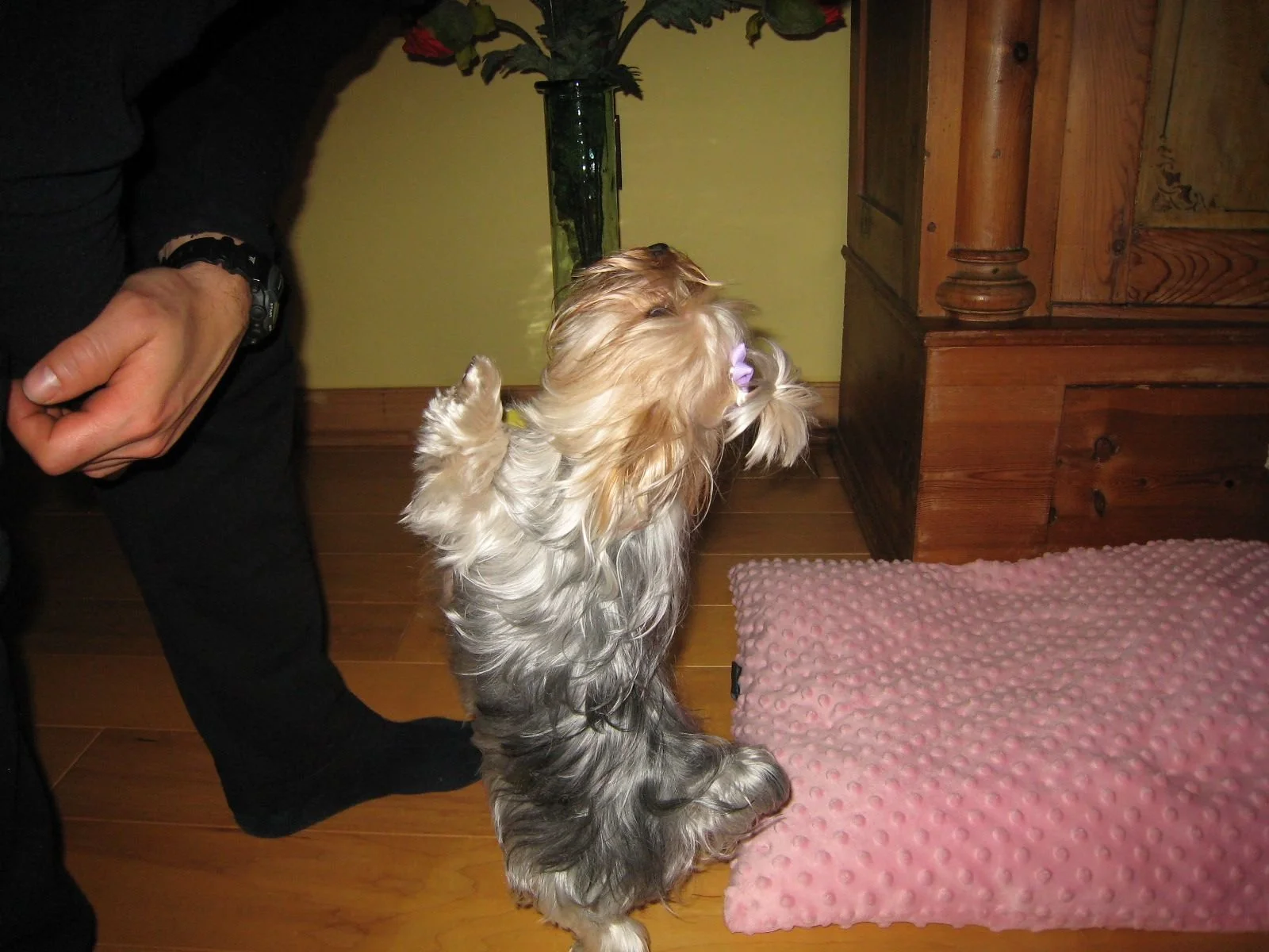 LuxTails Susu our first Yorkshire Terrier.