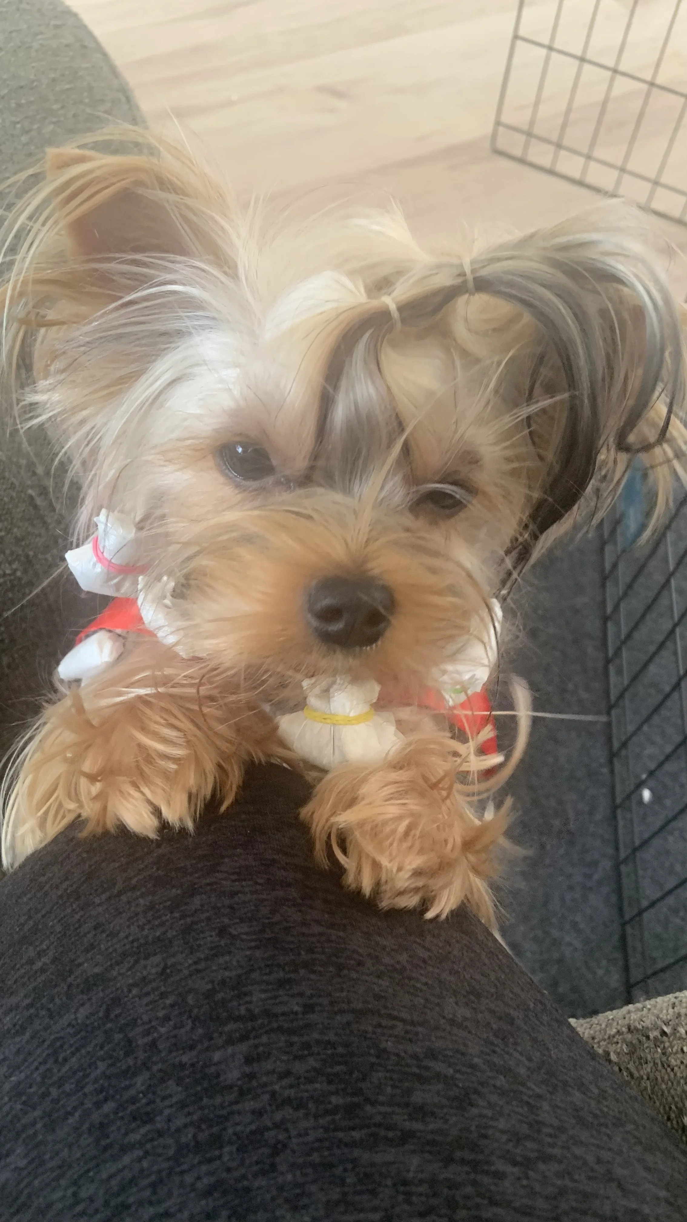 LuxTails Yorkshire Terrier Dog in  Hair wraps.