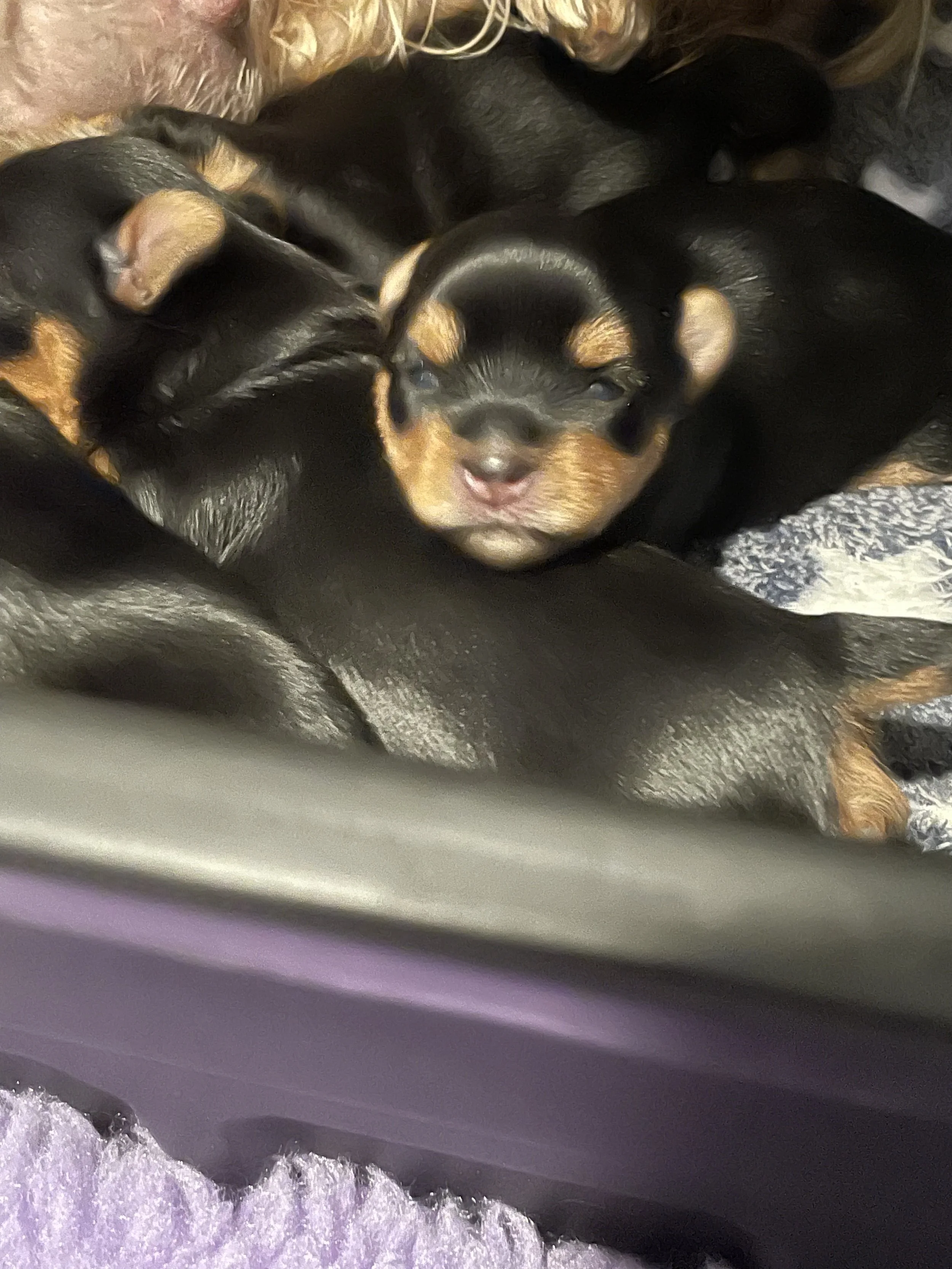 LuxTails Litter 2025