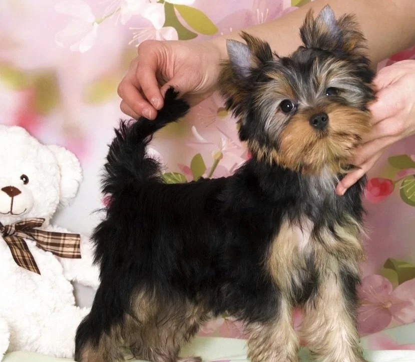 A small YORKSHIRE TERRIER puppy Kona with black and tan fur, being held by someone's hands, standing on a surface with a pink floral background and a white teddy bear with a checkered bow in the background.