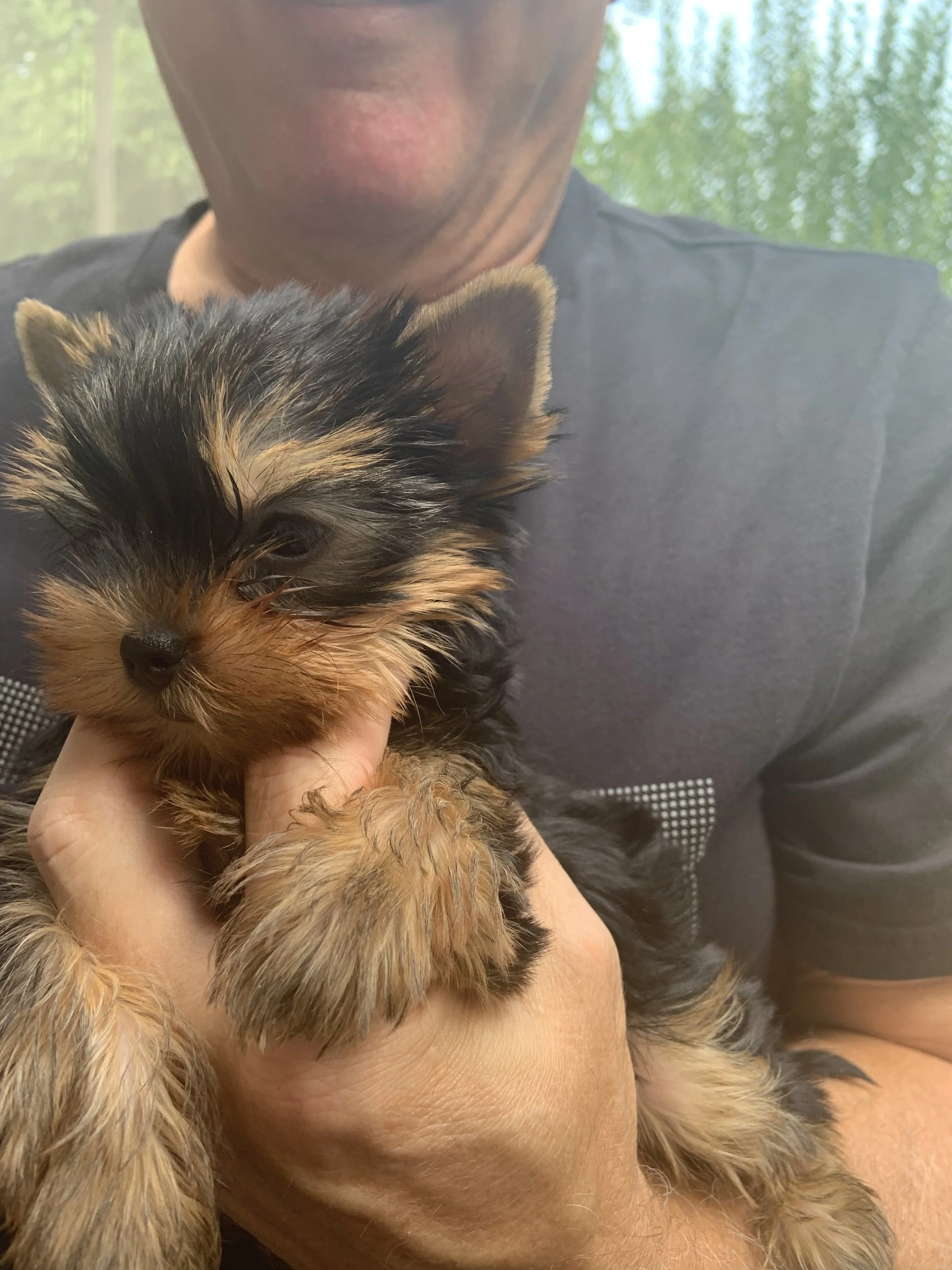 LuxTails Puppy
