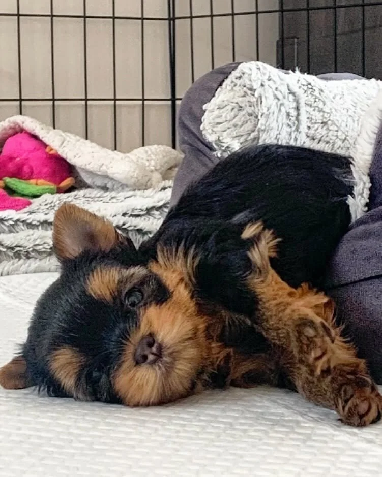 A small YORKSHIRE TERRIER  puppy lying on its side on a white blanket, resting with its head on the blanket and one paw slightly raised.
