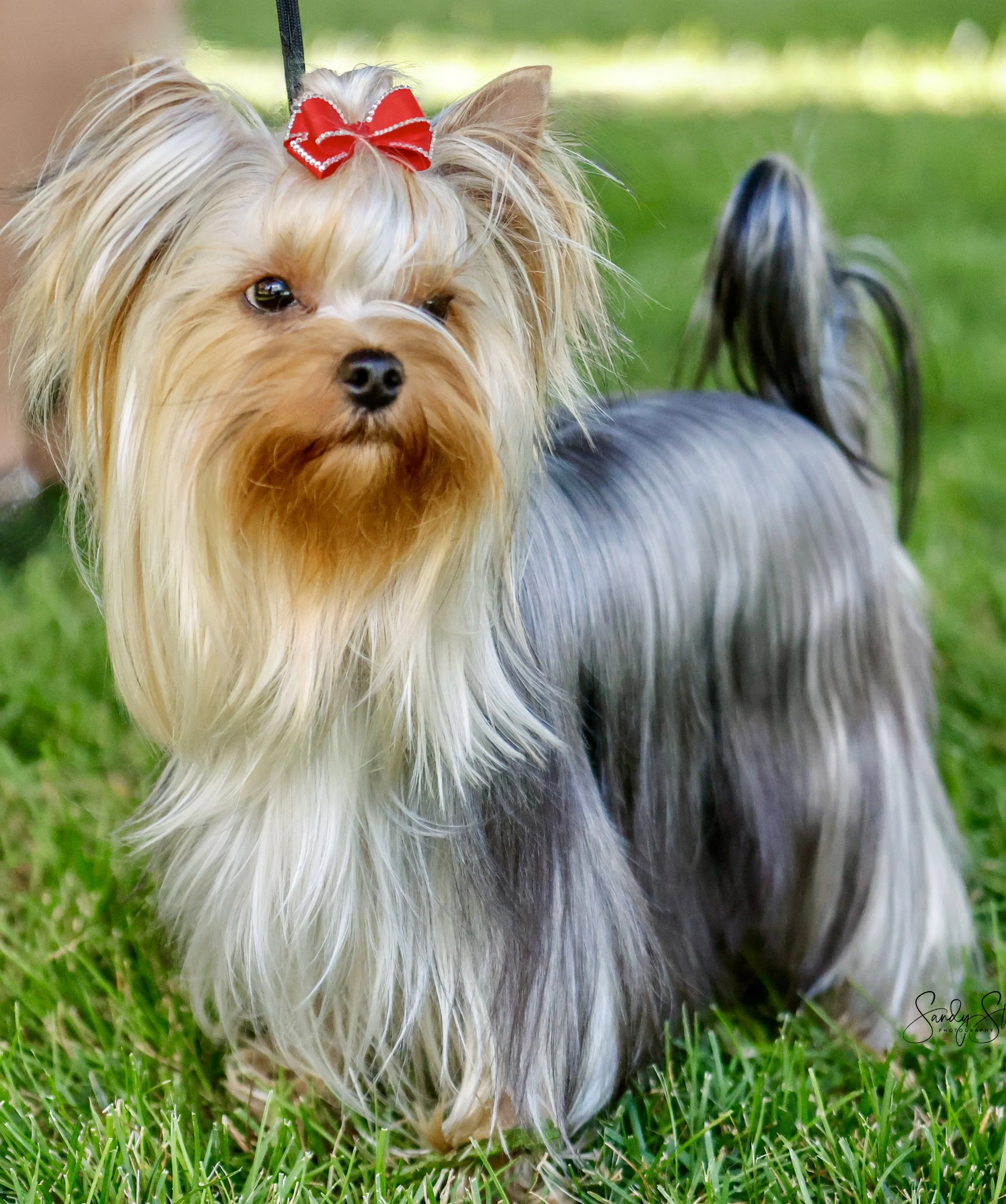 Depasquiet Kona at Kiwiblue waiting for her turn to go in the Dog show ring, silky fur, wearing a red bow on her head, standing on green grass with a blurred outdoor background.