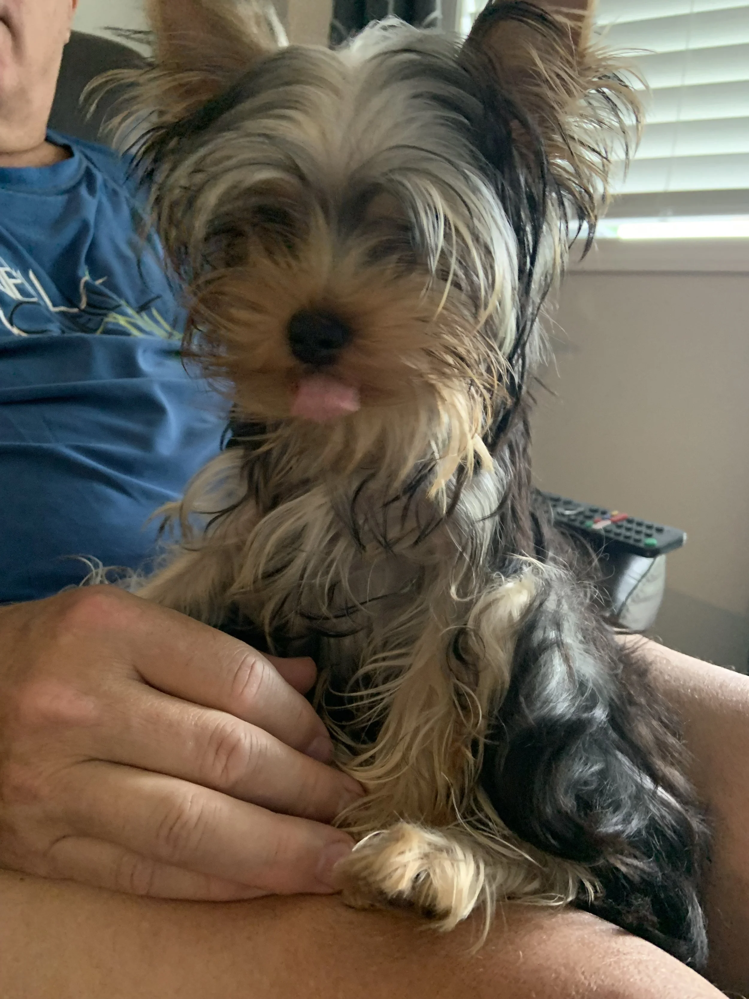 A person holding a Yorkshire terrier dog with wet fur, tongue slightly sticking out, next to a window with blinds.